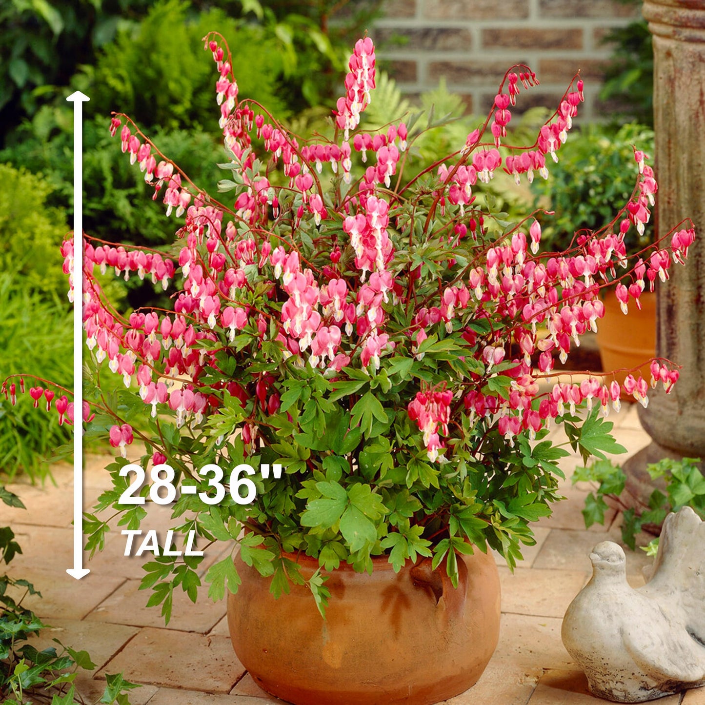 Garden State Bulb Bleeding Heart Dicentra Spectabilis, Bare Roots, Spring Planting (Bag of 6)