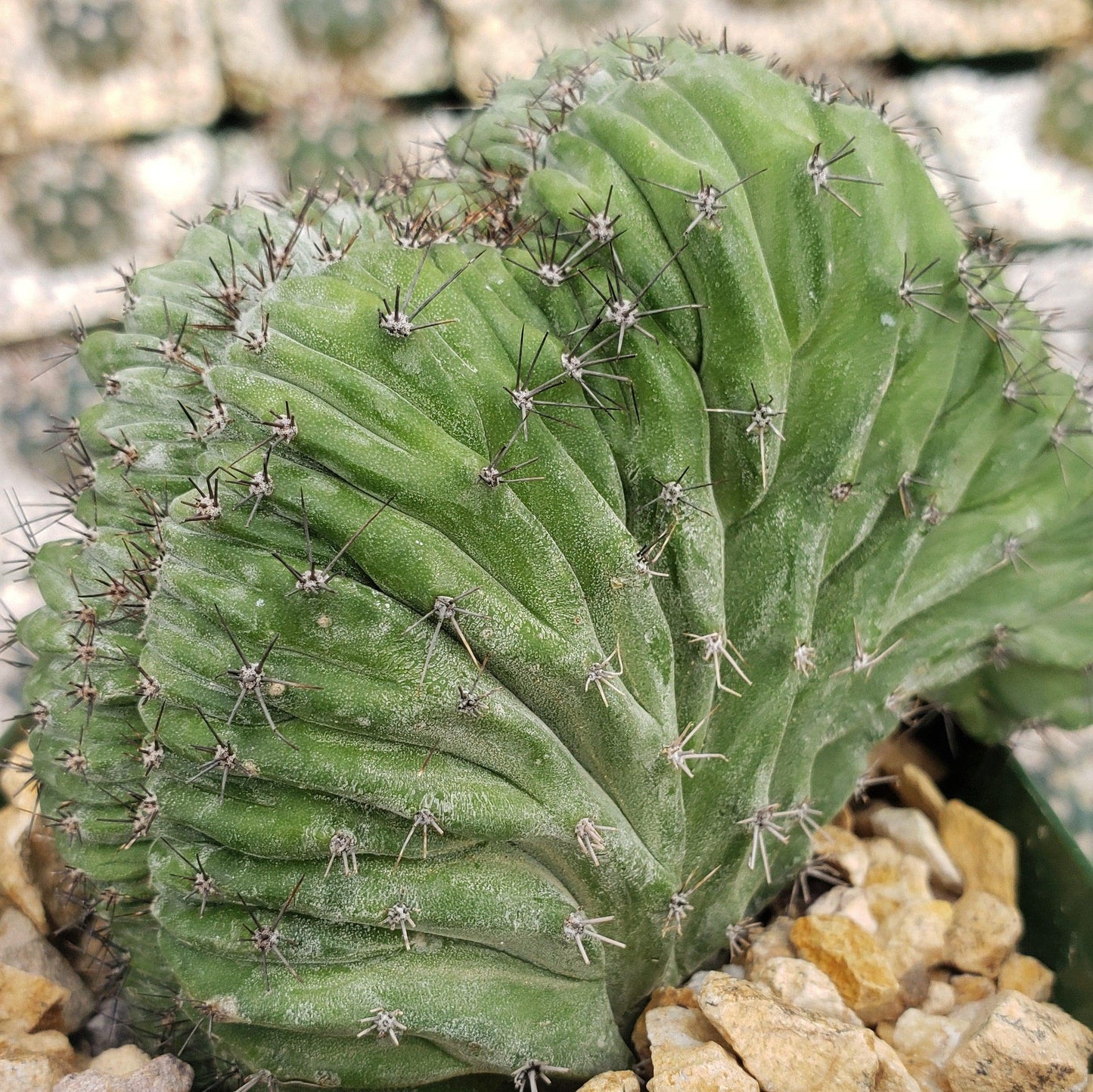 polaskia chichipe crestata Cacti Cactus Succulent Real Live Plant