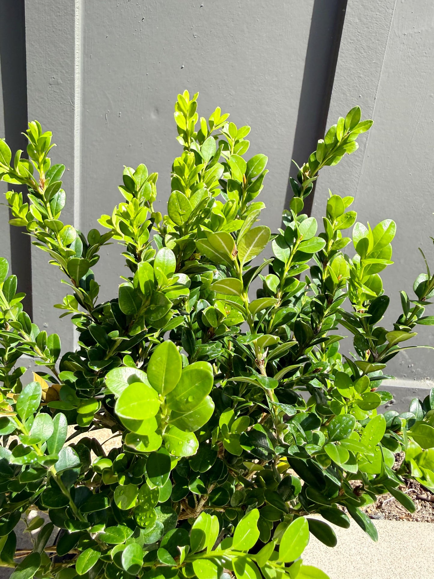 My Shelfie – Green Beauty Boxwood (Buxus microphylla ‘Green Beauty’), 1-Gallon Live Evergreen Shrub for Hedges, Borders, Topiary, and Outdoor Landscape Décor (1)