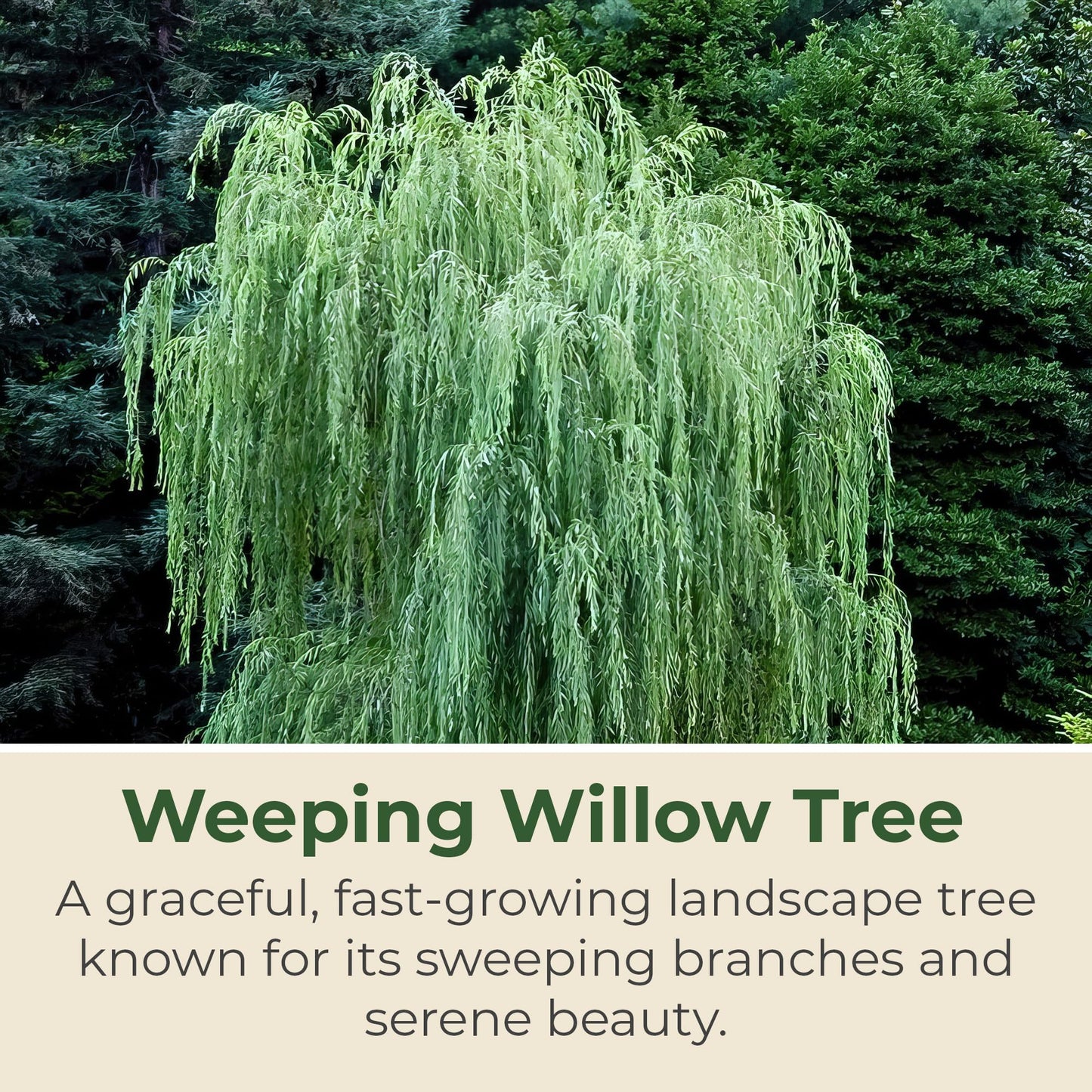 Weeping Willow Live Deciduous Shade Tree w/Graceful Draping Branches Grow Up to 50 ft in 3 Gal Grower Pot – Outdoor Landscape Tree for Yards & Gardens, Full Sun to Part Shade, Zones 6–8, 1-Pack