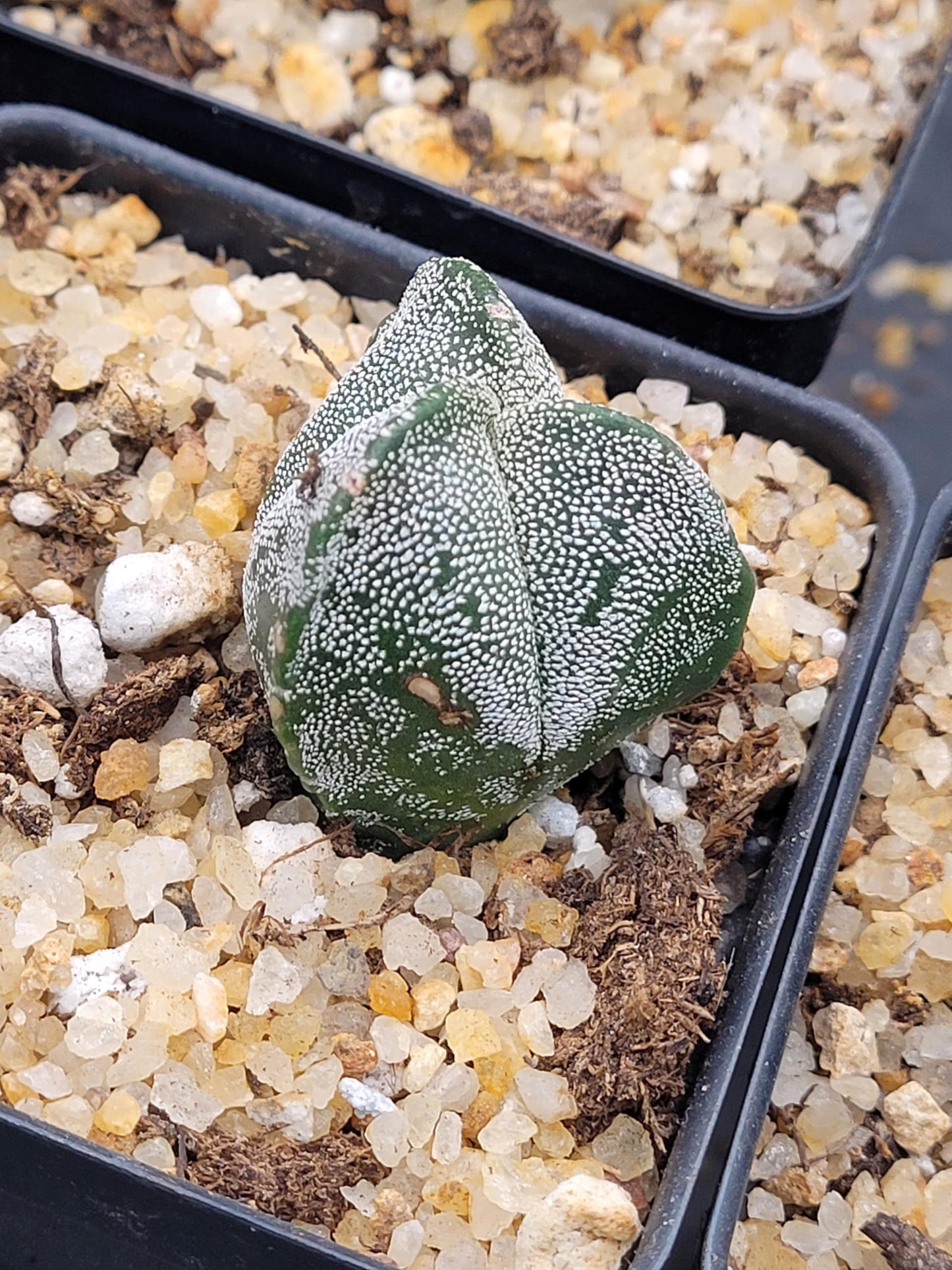 Astrophytum Myriostigma 3 Rib Cactus, Live Indoor Plant, Drought Tolerant