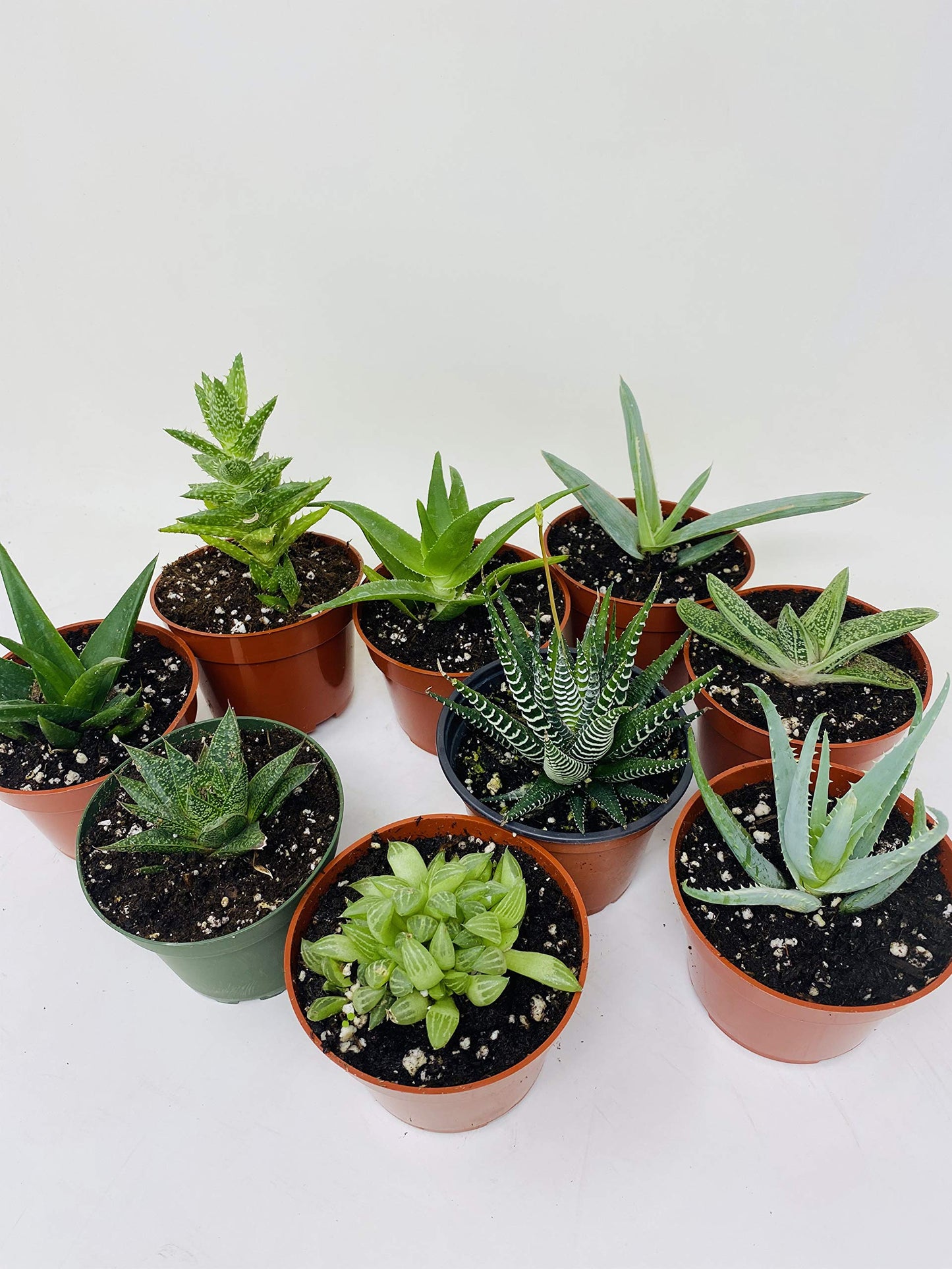 Haworthia Collection 5 Plants - Easy to Grow/hard to Kill - 3" Pot From Jmbamboo