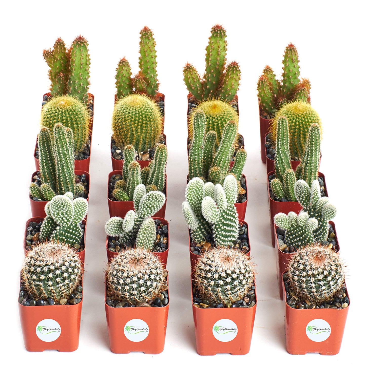 Shop Succulents | Cool Cactus Collection of Live Succulent Plants, Hand Selected Variety Pack of Cacti | Collection of 20
