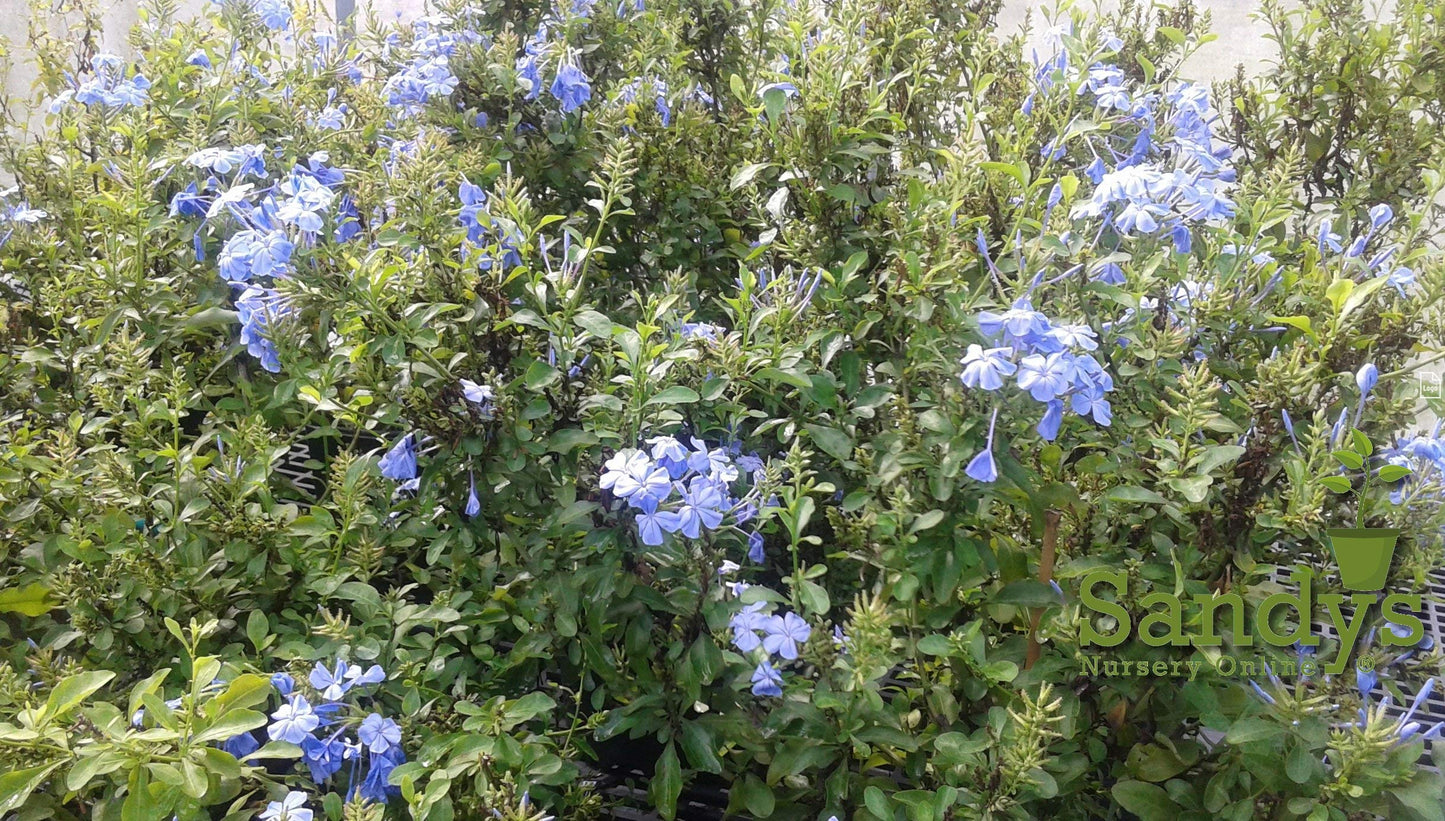 Sandys Nursery Online Plumbago Auriculata Perennial Shrub, Imperial Blue Flower, Lot of 2 Starter Plants