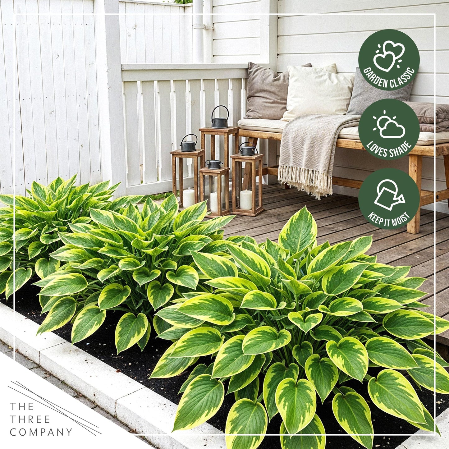 Live Perennial Hosta - Yellow Polka Dot Bikini (3 Plants Per Pack) Beautiful Accent Plant, 10" Tall by 4" Wide in 1 Qt Pot