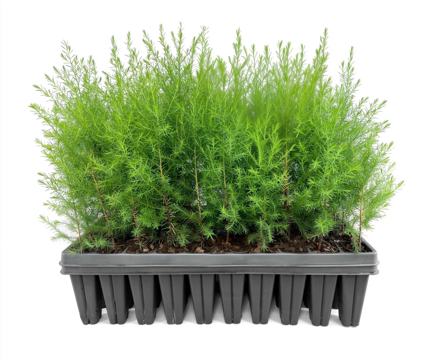 Southern Red Cedar | 10 Live Plants | Juniperus Virginiana Silicicola | Evergreen Privacy Trees | Native Landscape Plants