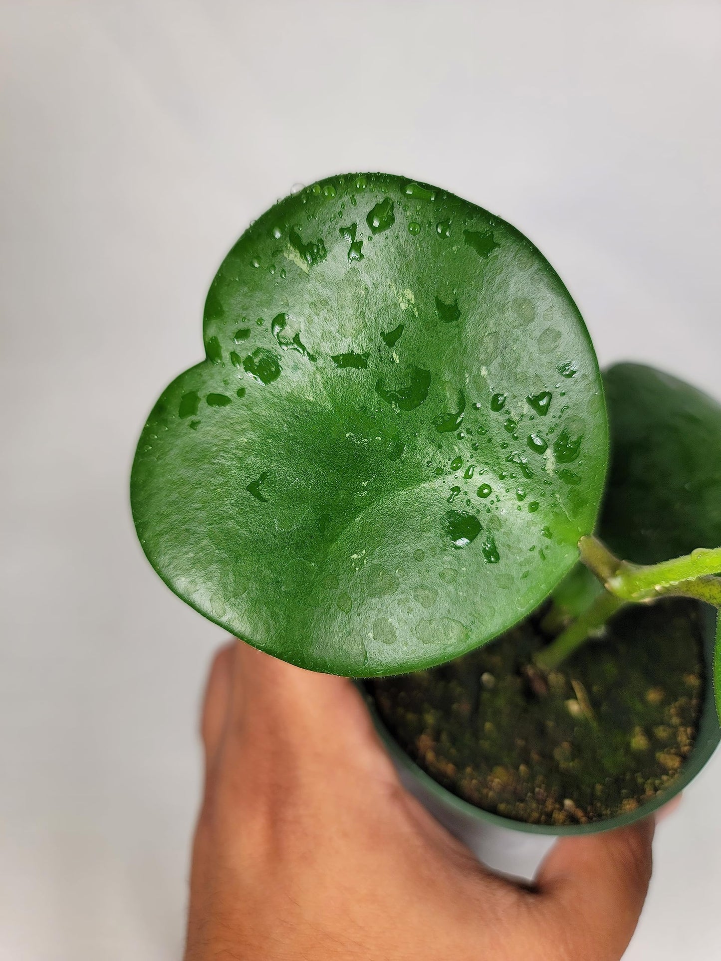 Hoya Kerrii with Heartshape Leaves Live Hoya Plant Great Gift for Mothers and Loved Ones Sweetheart Hoya Live Plant (Hoya Kerrii in 4" Pot, 4-6 Leaves Plant)