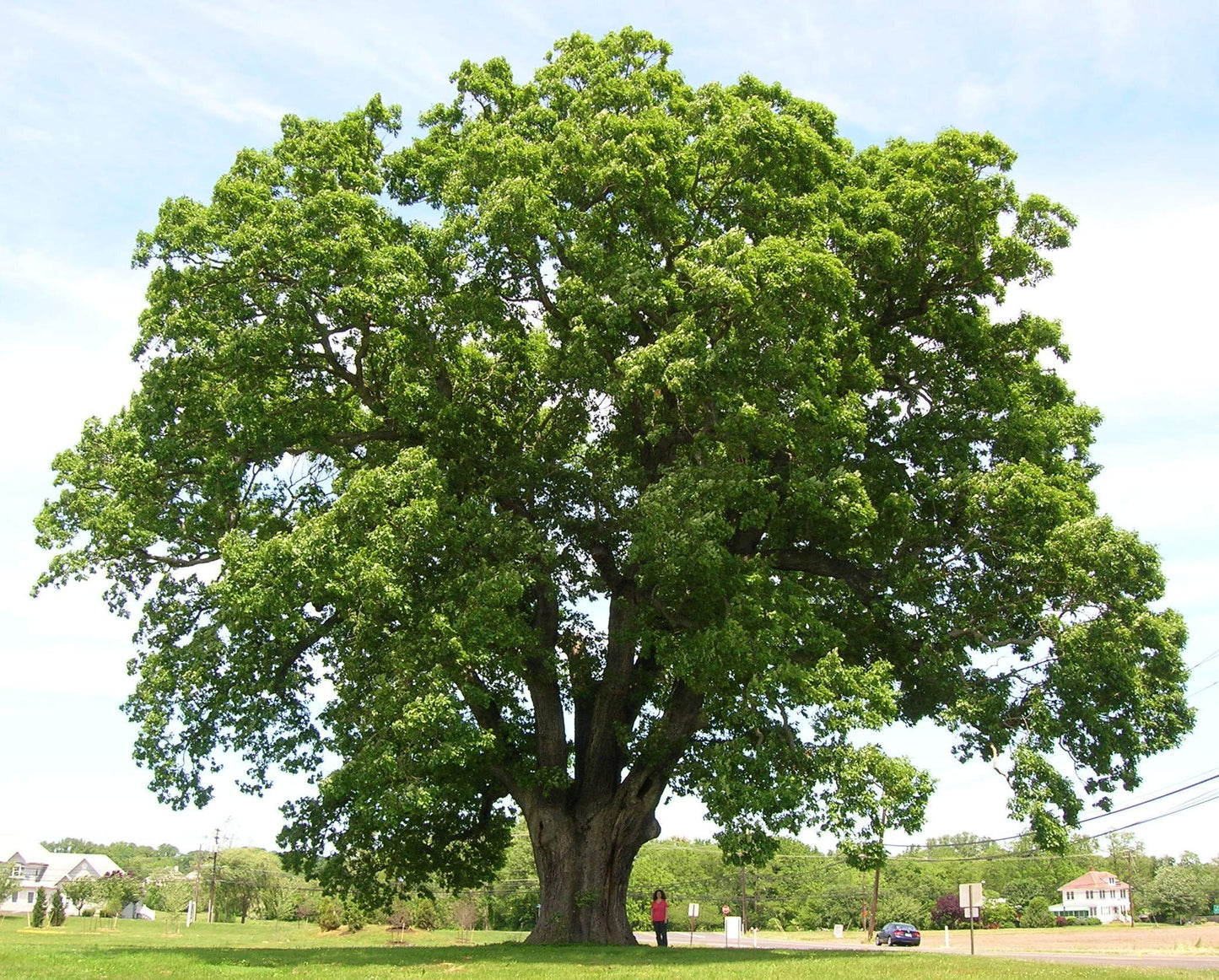 White Oak Tree Seedlings for Planting - 1 Yr Old Seedlings of Quercus alba (3 White Oak Trees) - No Ship to California