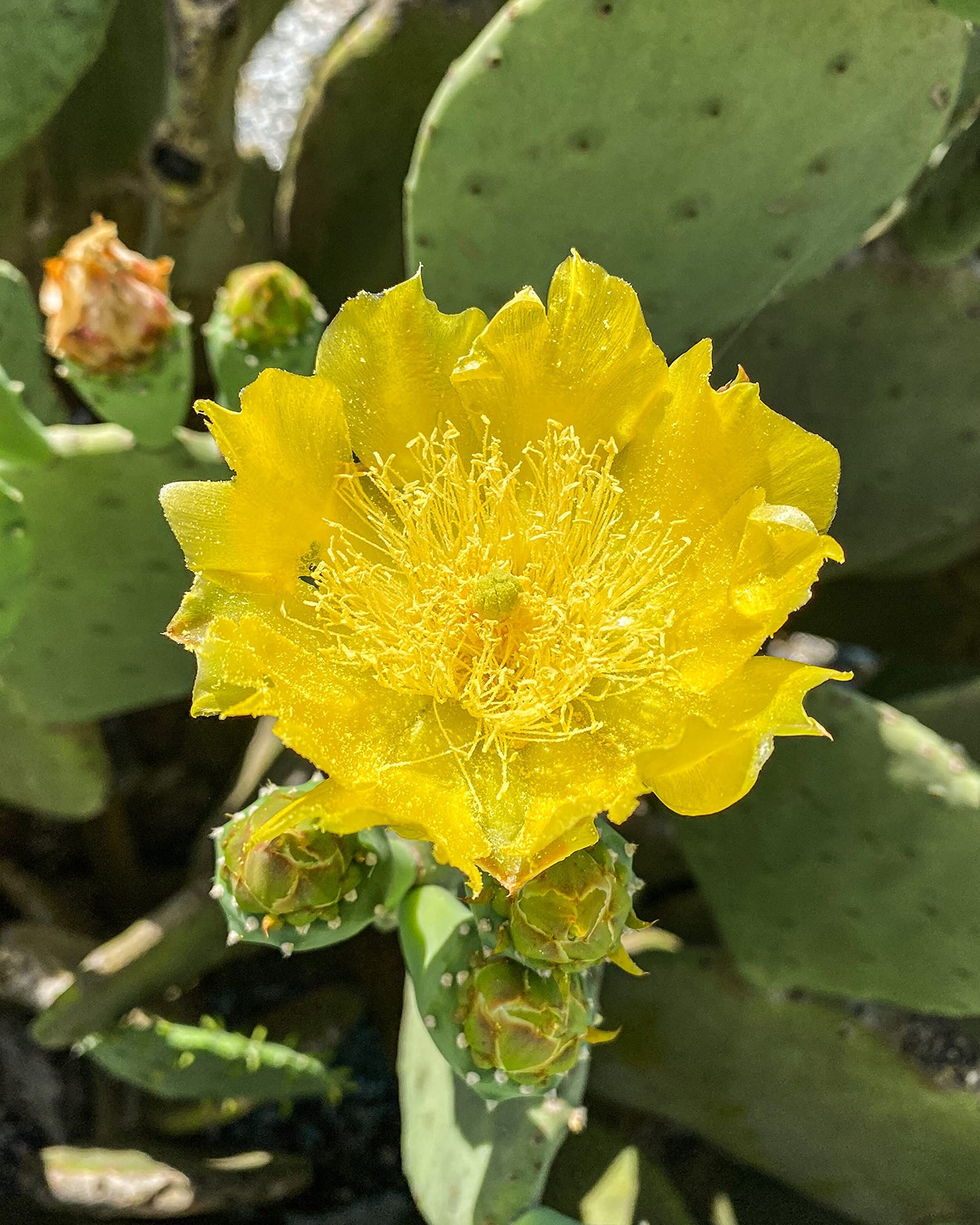 Creation Cultivated - Live "Spineless Prickly Pear Cactus" - Opuntia cacanapa "Ellisiana" (1 PAD Cutting) / Winter Hardy Cactus - USDA Zone 6 / Unrooted Freshly Cut Cactus Pads / Tortoise Food