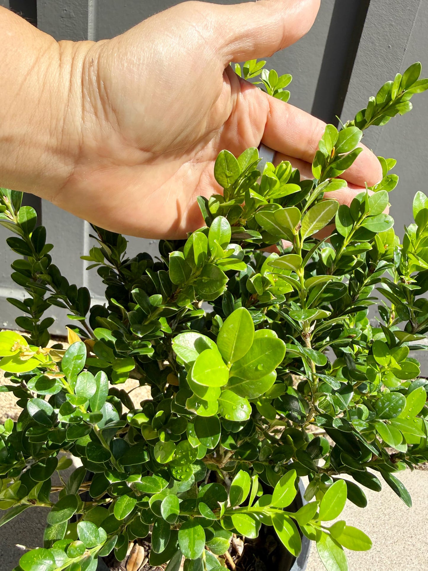 My Shelfie – Green Beauty Boxwood (Buxus microphylla ‘Green Beauty’), 1-Gallon Live Evergreen Shrub for Hedges, Borders, Topiary, and Outdoor Landscape Décor (1)