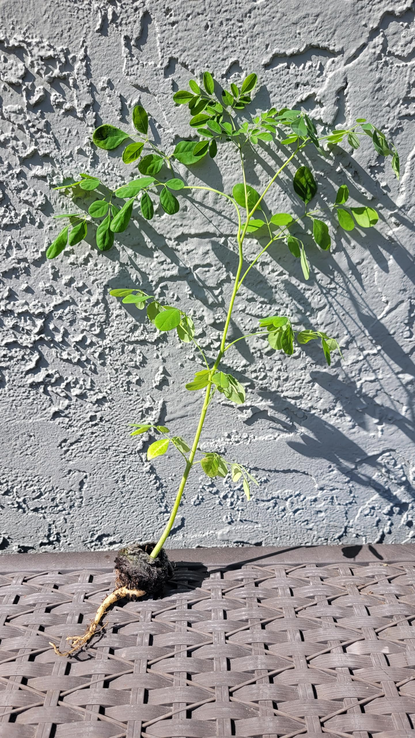 Moringa Trees 5 Live Moringa Plants with Moringa Seeds - Organically Grown - Non-GMO - Miracle Tree - Moringa Oleifera - Herb, Drought-Tolerant, Resilient, Hardy