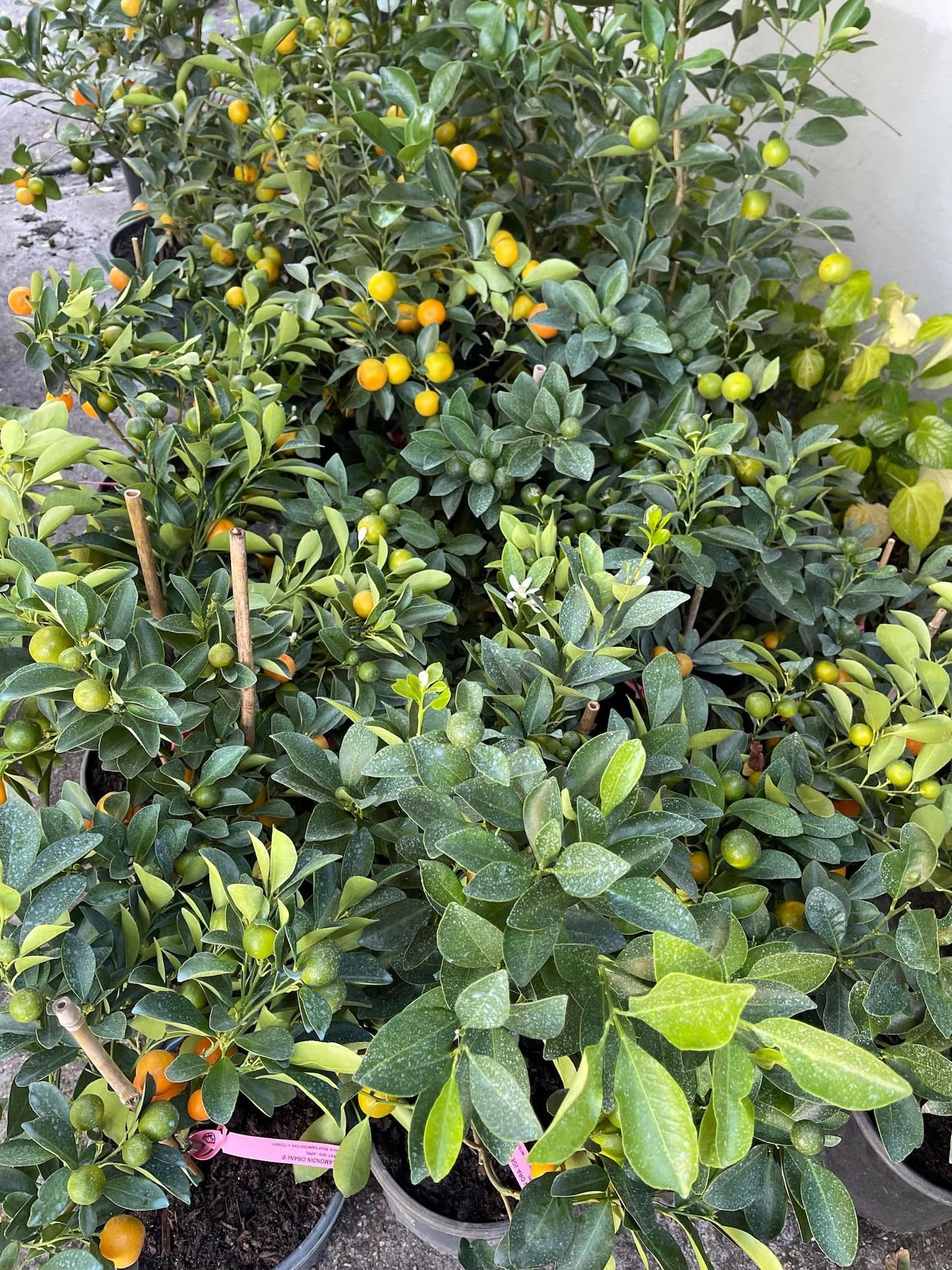 1 Live Citrus Plant, 16 to 24 inches Tall, 1 Gallon Pot, Fragant Smell with Blooming Flowers or Fruits - Cannot Ship to CA, TX, AZ, LA, HI (Calamondin)