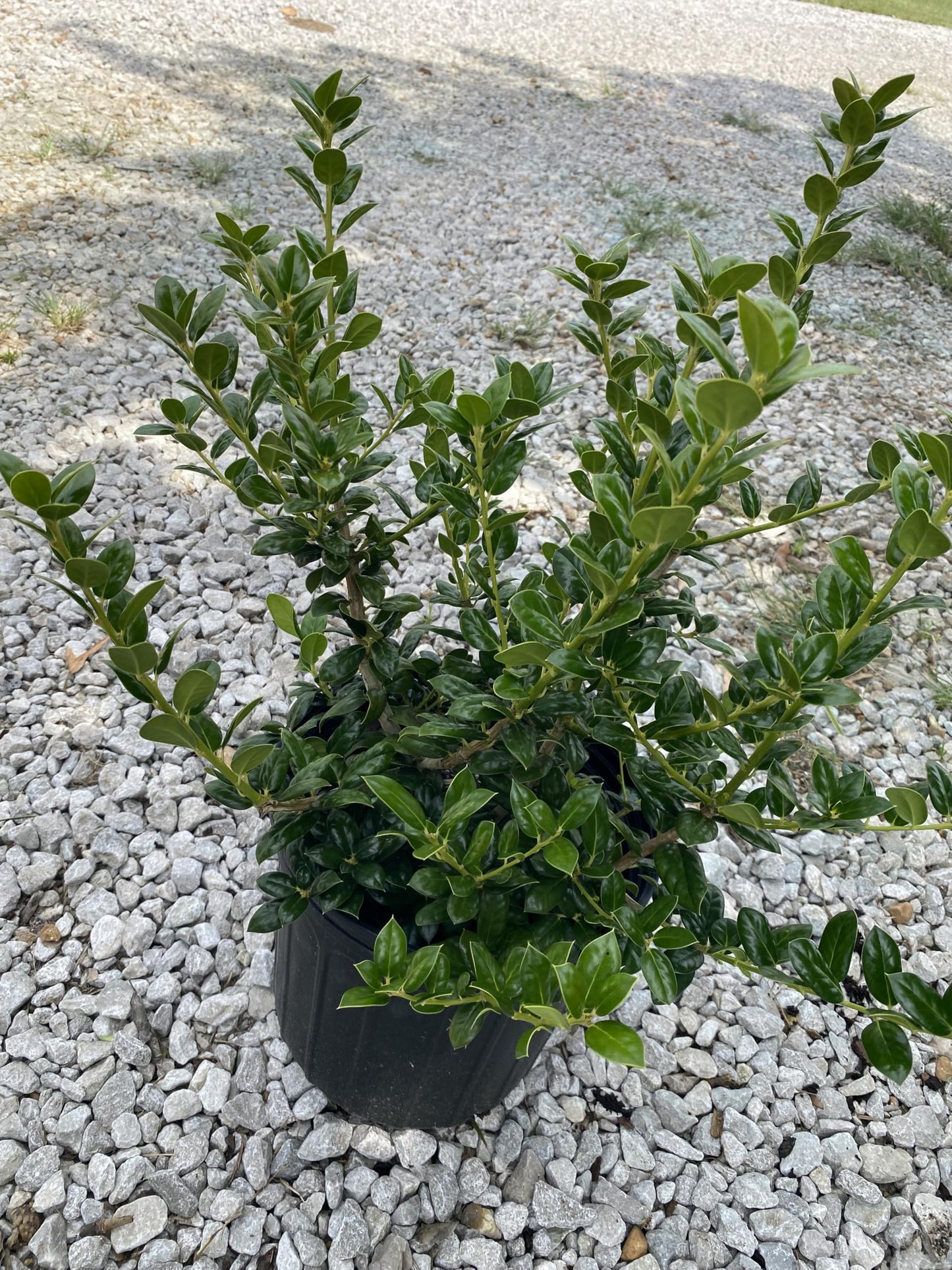 Dwarf Burford Holly Shrub, Dark Green Evergreen, 3 Gallon, Drought Tolerant, for Garden Landscape