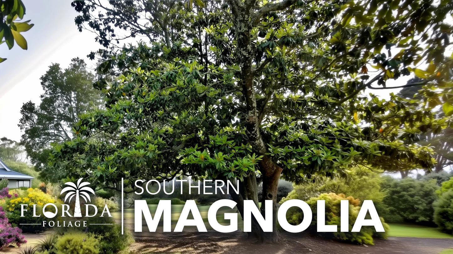 Southern Magnolia Grandiflora | 3 Live Trees | Beautiful Evergreen Specimen Plant Fragrant Blooms
