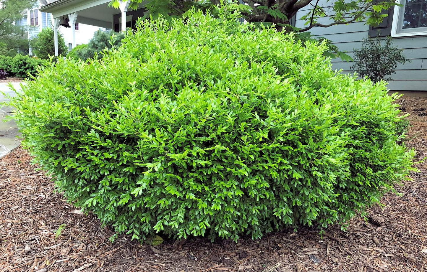 Live Plant - Franklin's Gem Boxwood Shrub/Bush - Live Plant - 3-8" Tall - Quart Pot