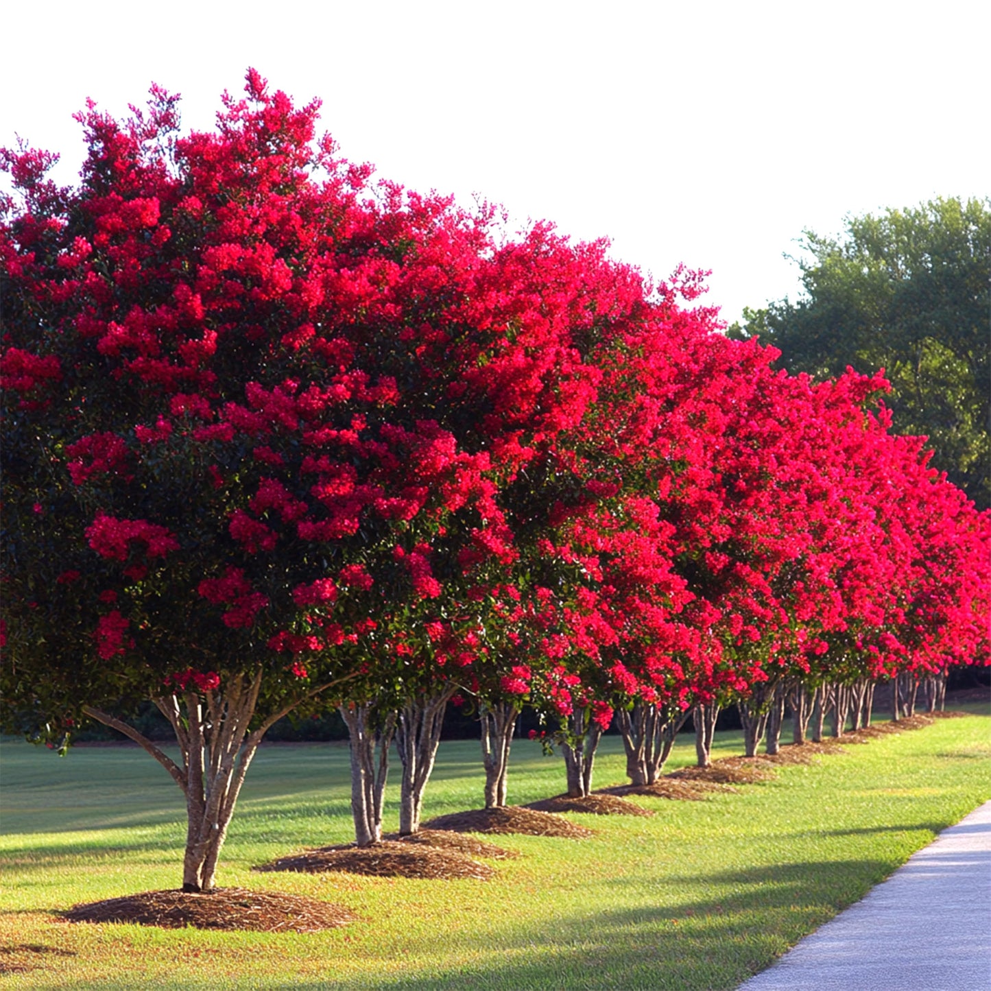 Crape Myrtle Red Rocket | 2 Extra Large Trade 3 Gallon Plants | Lagerstroemia Indica | Fast-Growing Ornamental Tree, Drought Tolerant, Long Blooming Season, Summer Flowering Shrub, Low Maintenance