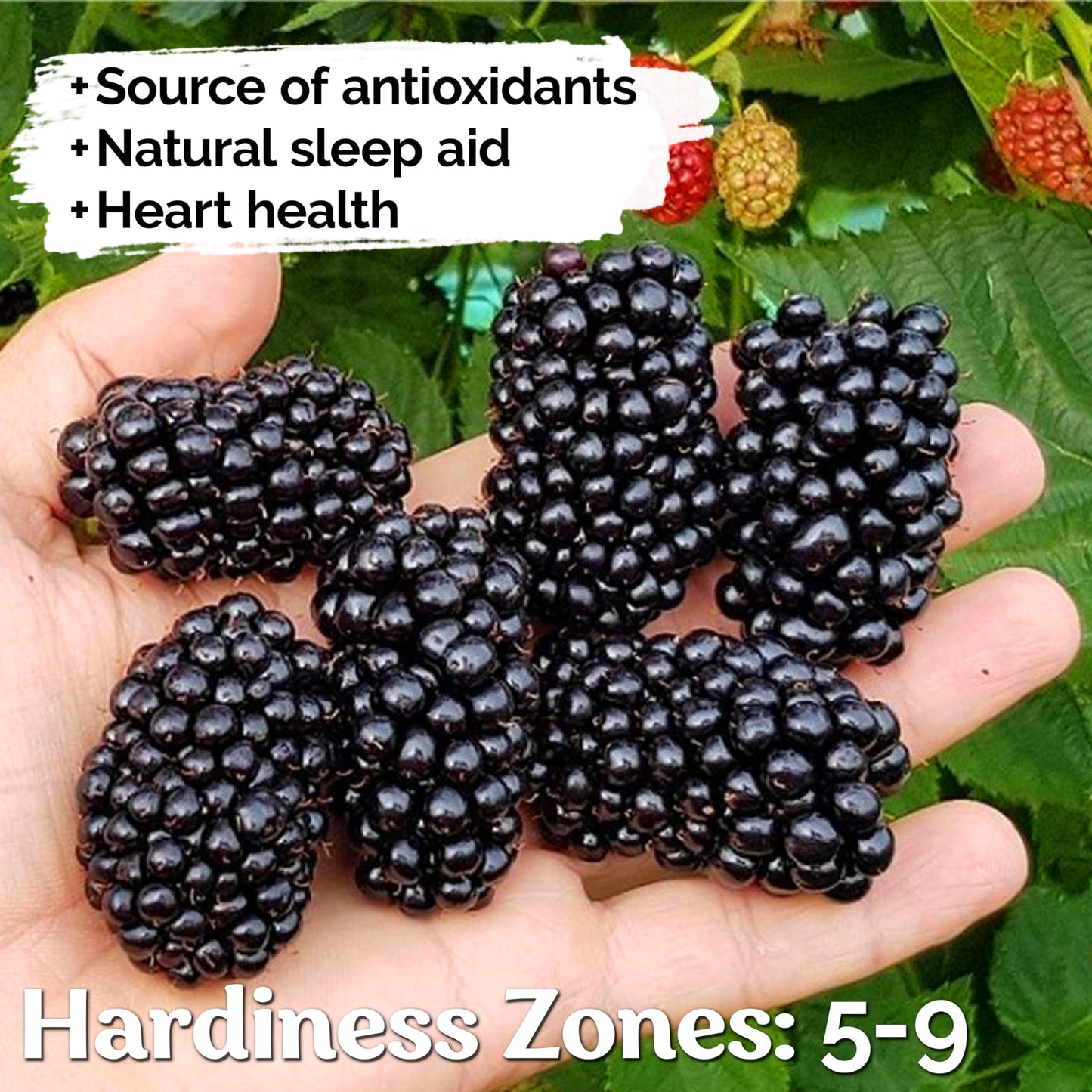 KVITER 300 Giant Thornless BlackBerry Seeds (Rubus Fruticosus) – Triple Crown BlackBerry Bush Seed, Huge & Sweet Organic Fruit Berries – Blackberries Heirloom Seeds for Outdoor Garden & Containers