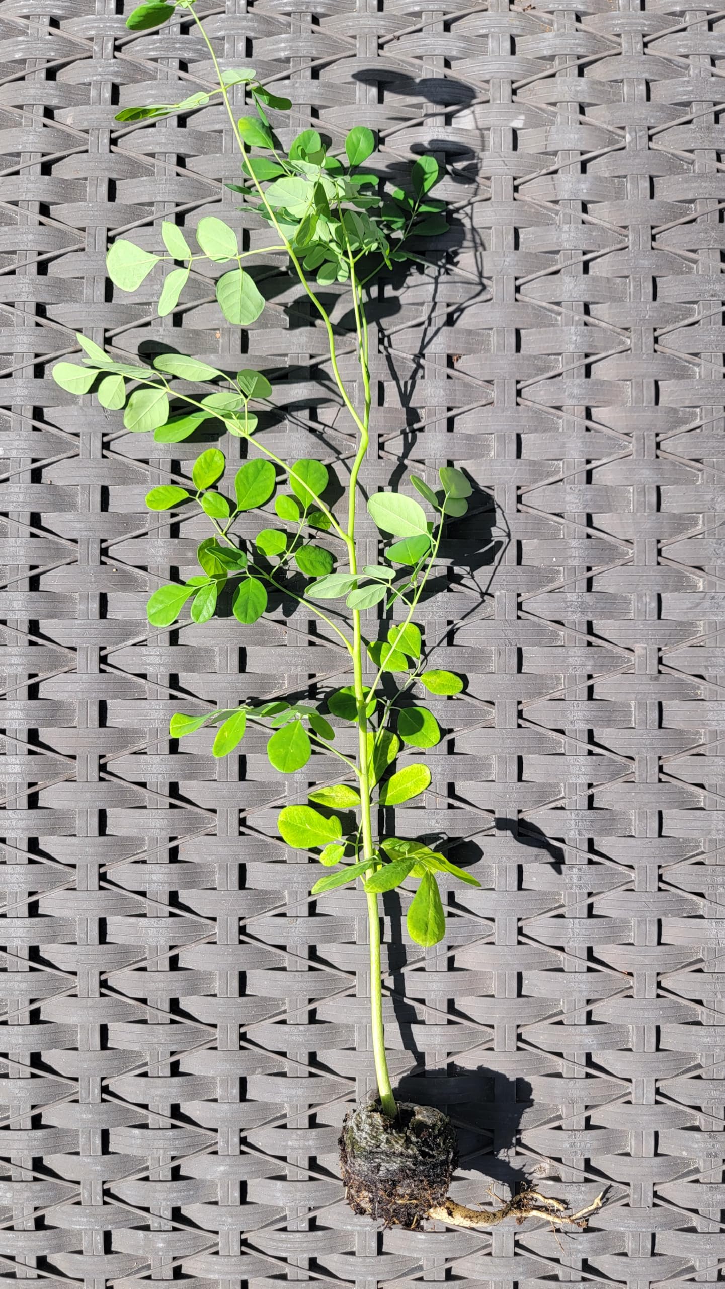 Moringa Trees 5 Live Moringa Plants with Moringa Seeds - Organically Grown - Non-GMO - Miracle Tree - Moringa Oleifera - Herb, Drought-Tolerant, Resilient, Hardy