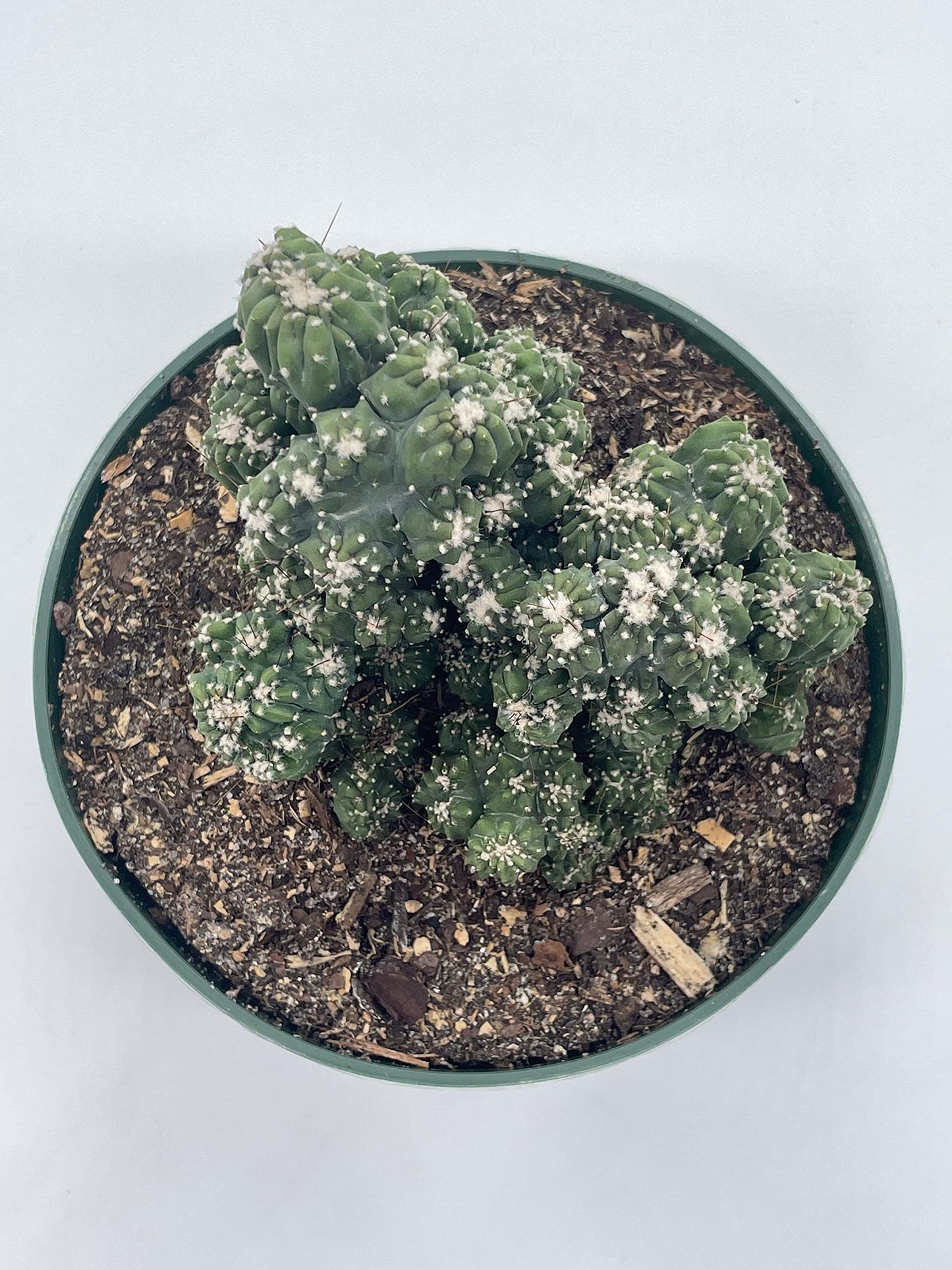 BubbleBlooms Crested Cereus Cactus in a 6 inch Pot Peruvian Apple Cactus, Repandus, uruguayanus, Hedge Cacti