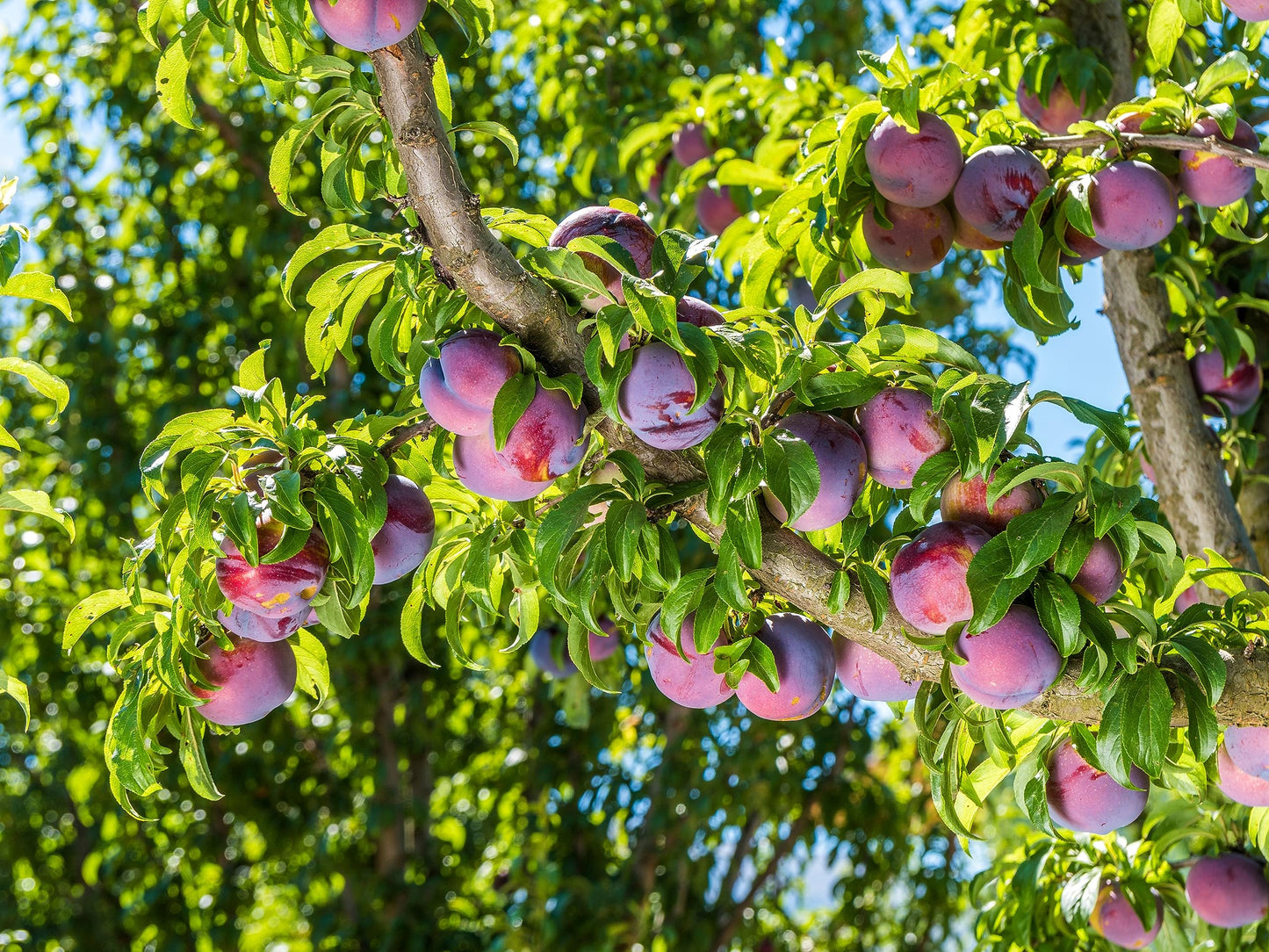 Tristar Plants - Methley Plum Tree - Heavy yielding - Sweet Fruit - Live Plant - 1 Gallon Trade Pot