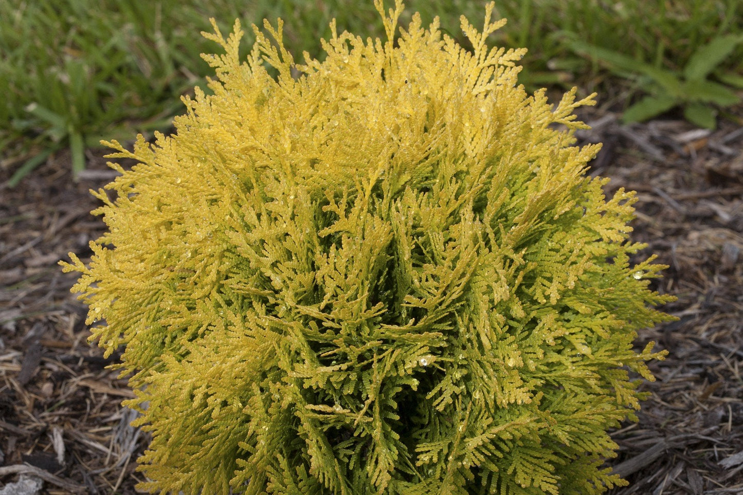 Anna's Magic Ball® Arborvitae - Thuja - Evergreen - Proven Winners - 4" Pot