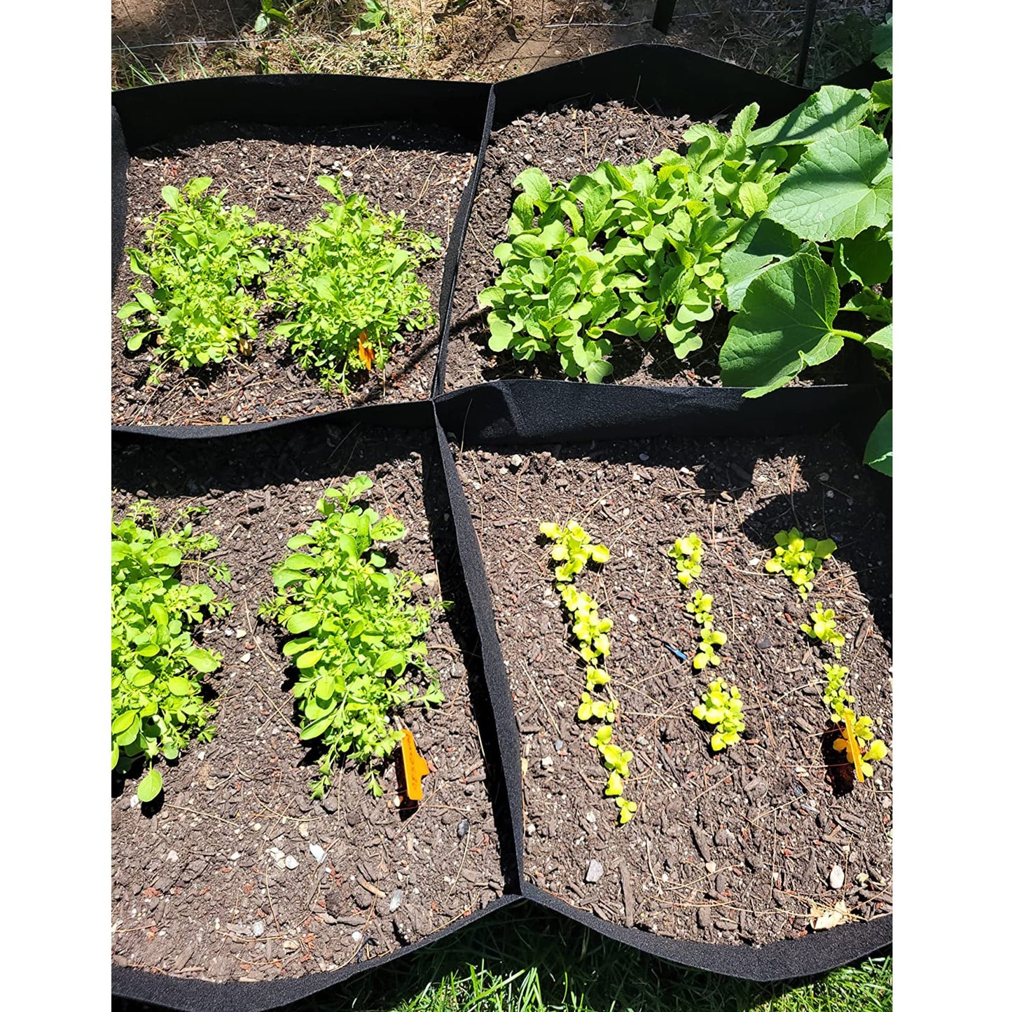 CJGQ 2 Pack Fabric Raised Garden Bed 6x3x1ft Garden Grow Bed Bags for Growing Herbs, Flowers and Vegetables 128 Gallon…