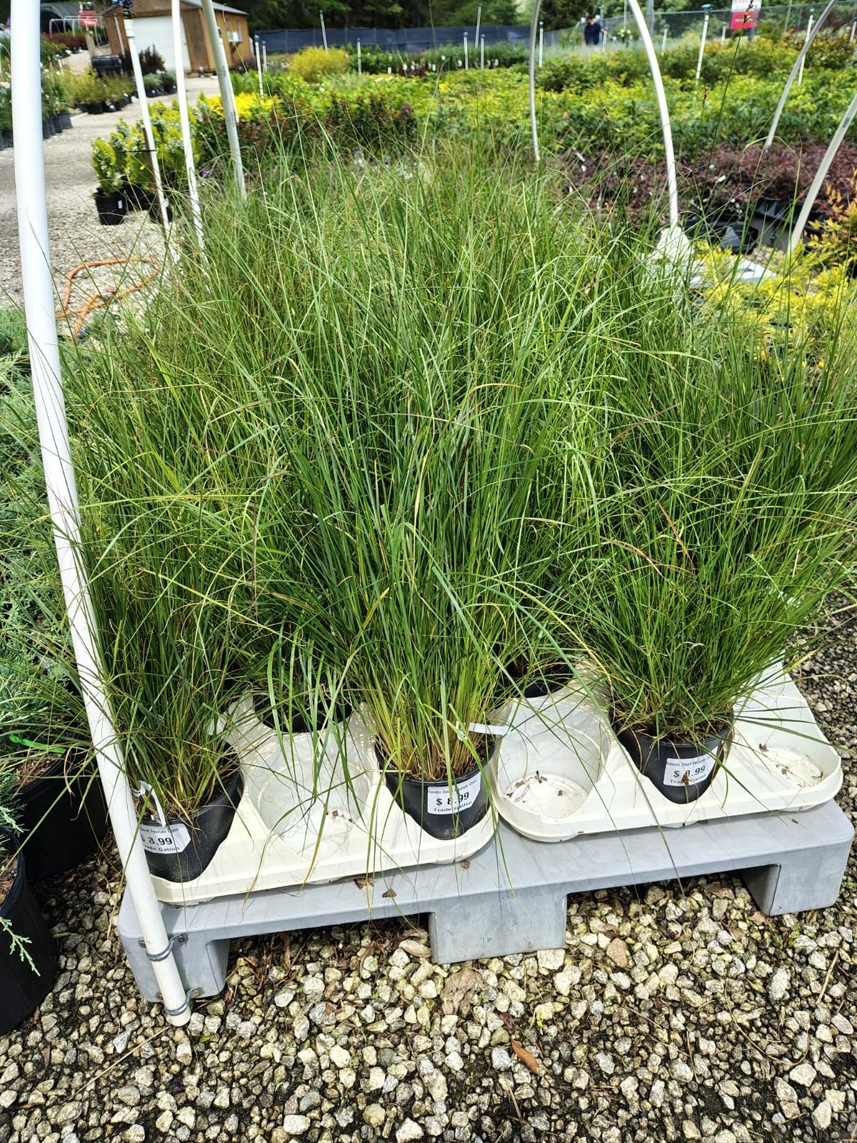 Live Plant - Hameln Dwarf Fountain Grass - Live Plant - (2.5 Qt)