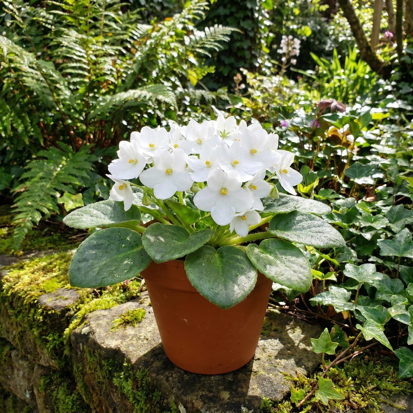 African Violet Plant Live in 4 Inch Pot, Indoor Flowering Houseplant, Compact Blooming Plant for Home or Office (White Blooms)