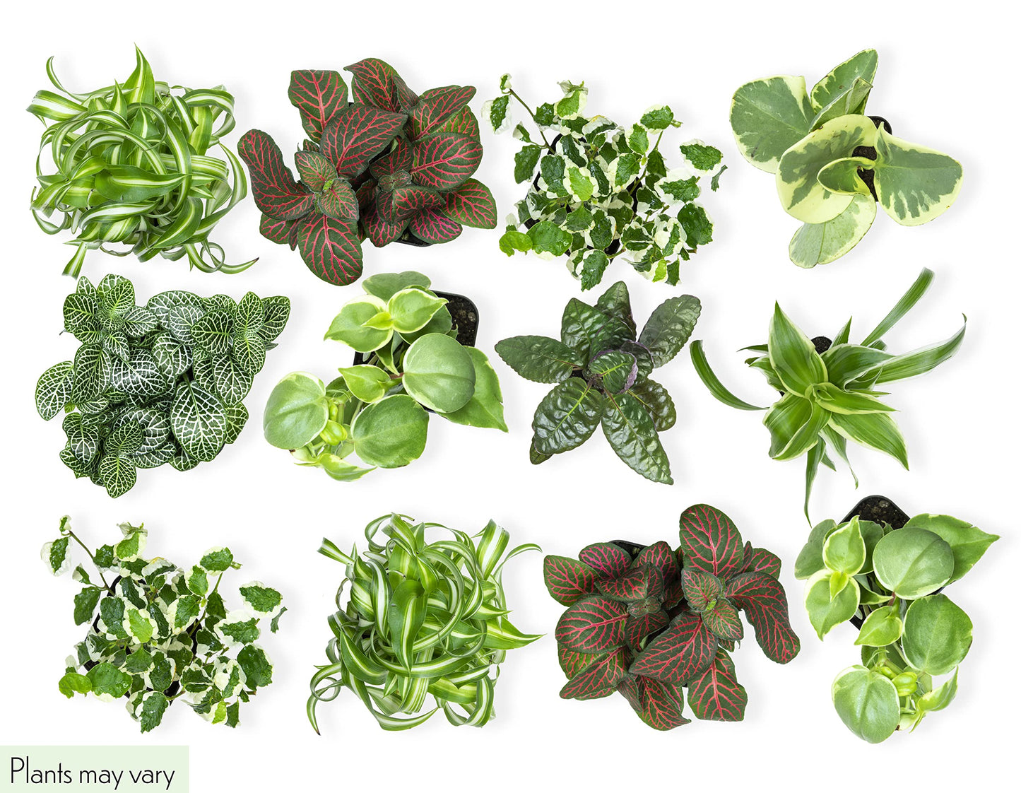 Plants for Pets Easy to Grow Houseplants (12 Pack) & Altman Plants Live Succulent Plants (20 Pack) - Indoor Plants in Plant Pots
