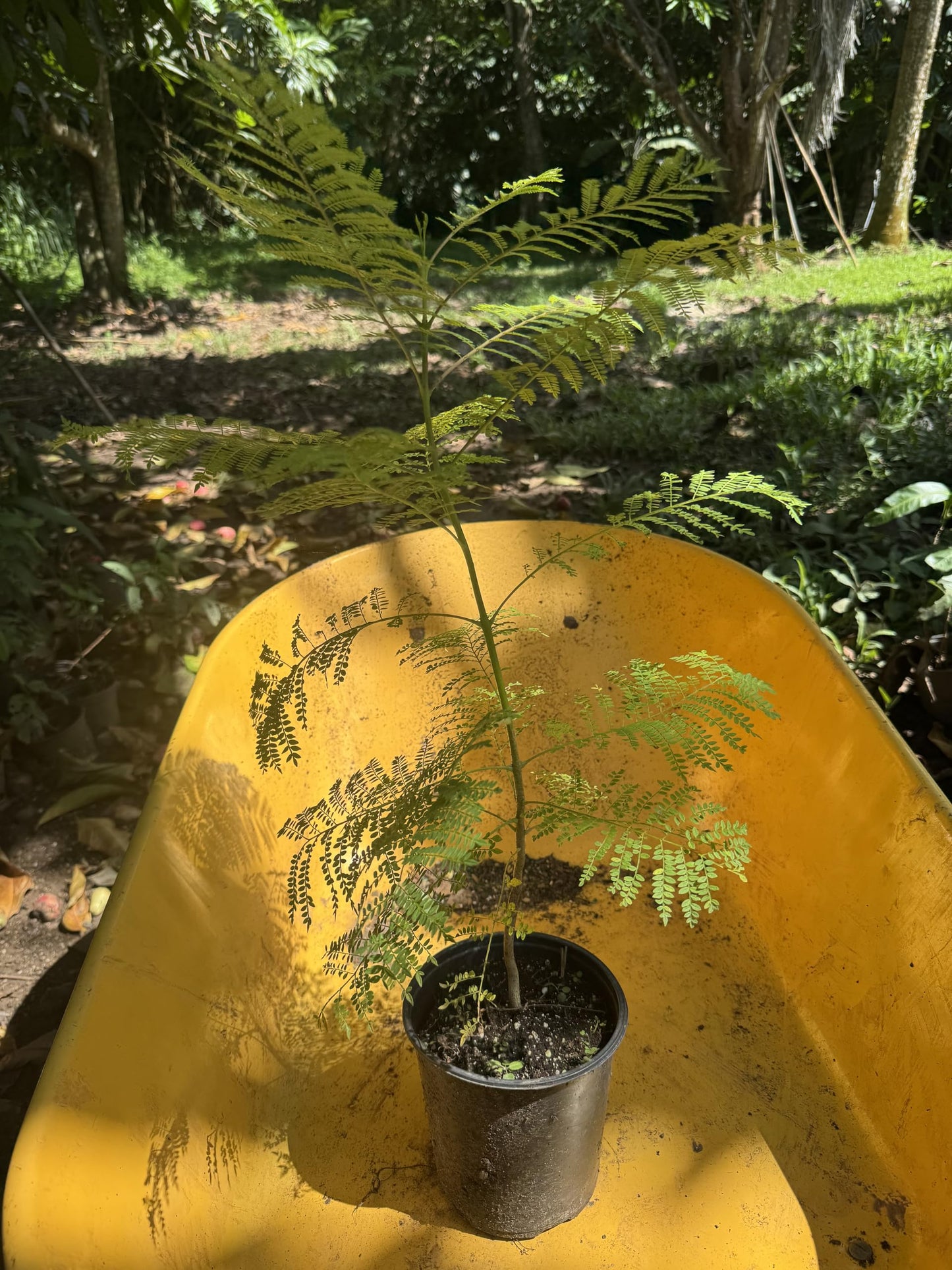 Big Jacaranda Blue mimosifolia (Jacaranda) Tropical Live Fruit Tree(2-3ft)