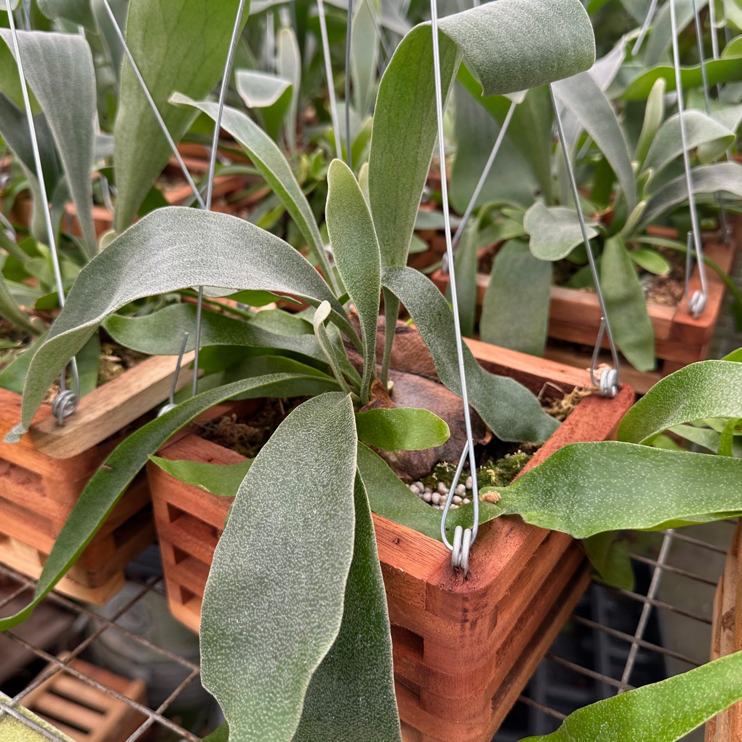 Better-GRO Staghorn Fern in 6" Wood Basket with 20" Wire Hanger