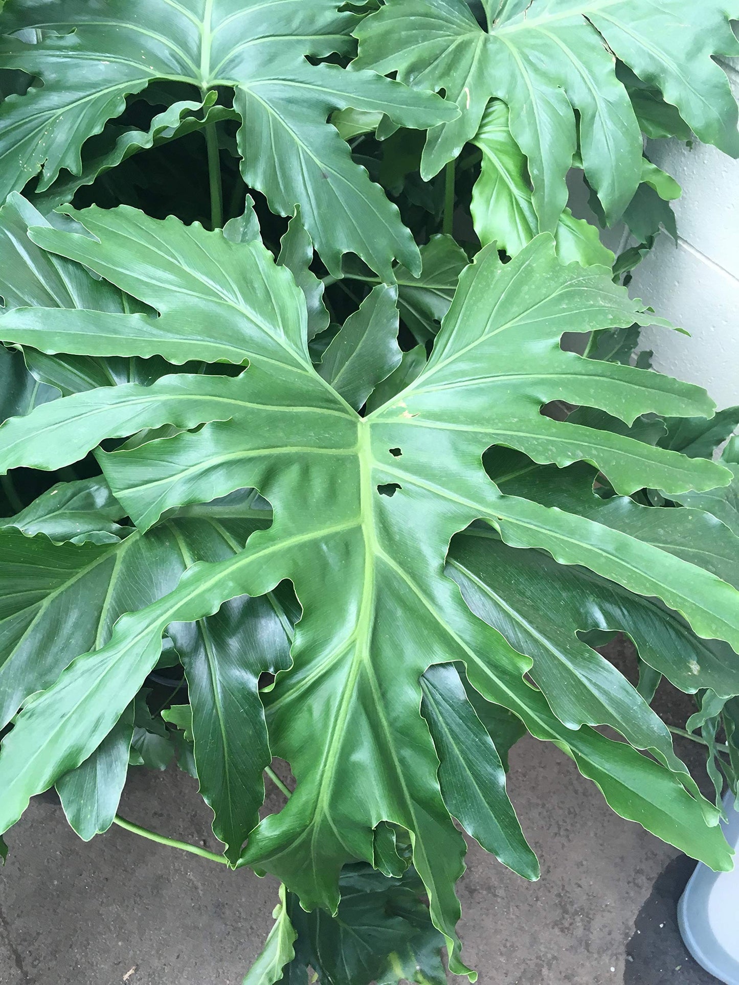 Split Leaf Philodendron - Live Plant in a 3 Gallon Growers Pot - Philodendron Selloum - Slow Growing Evergreen Indoor or Outdoor Houseplant