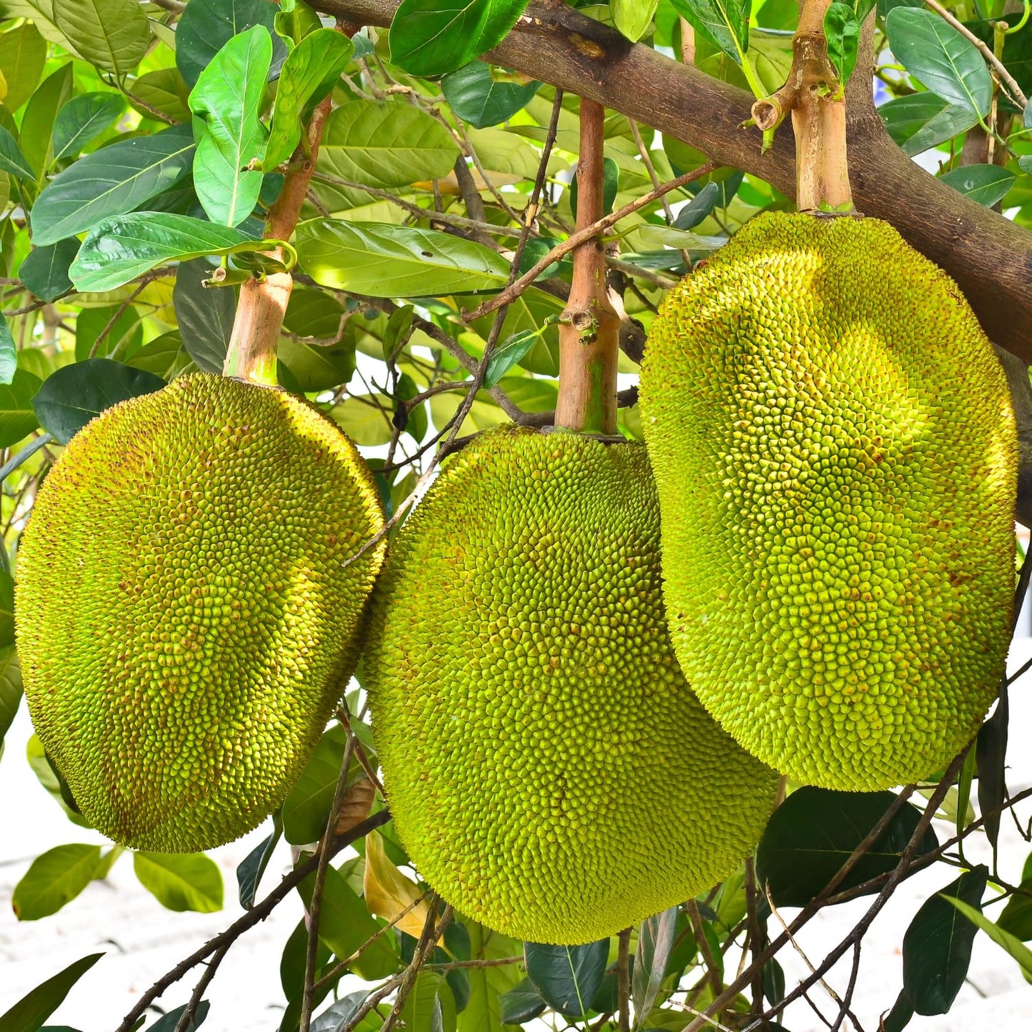 15 Jackfruit Seeds for Planting Home Garden, Tropical Jackfruit Tree Seeds to Grow