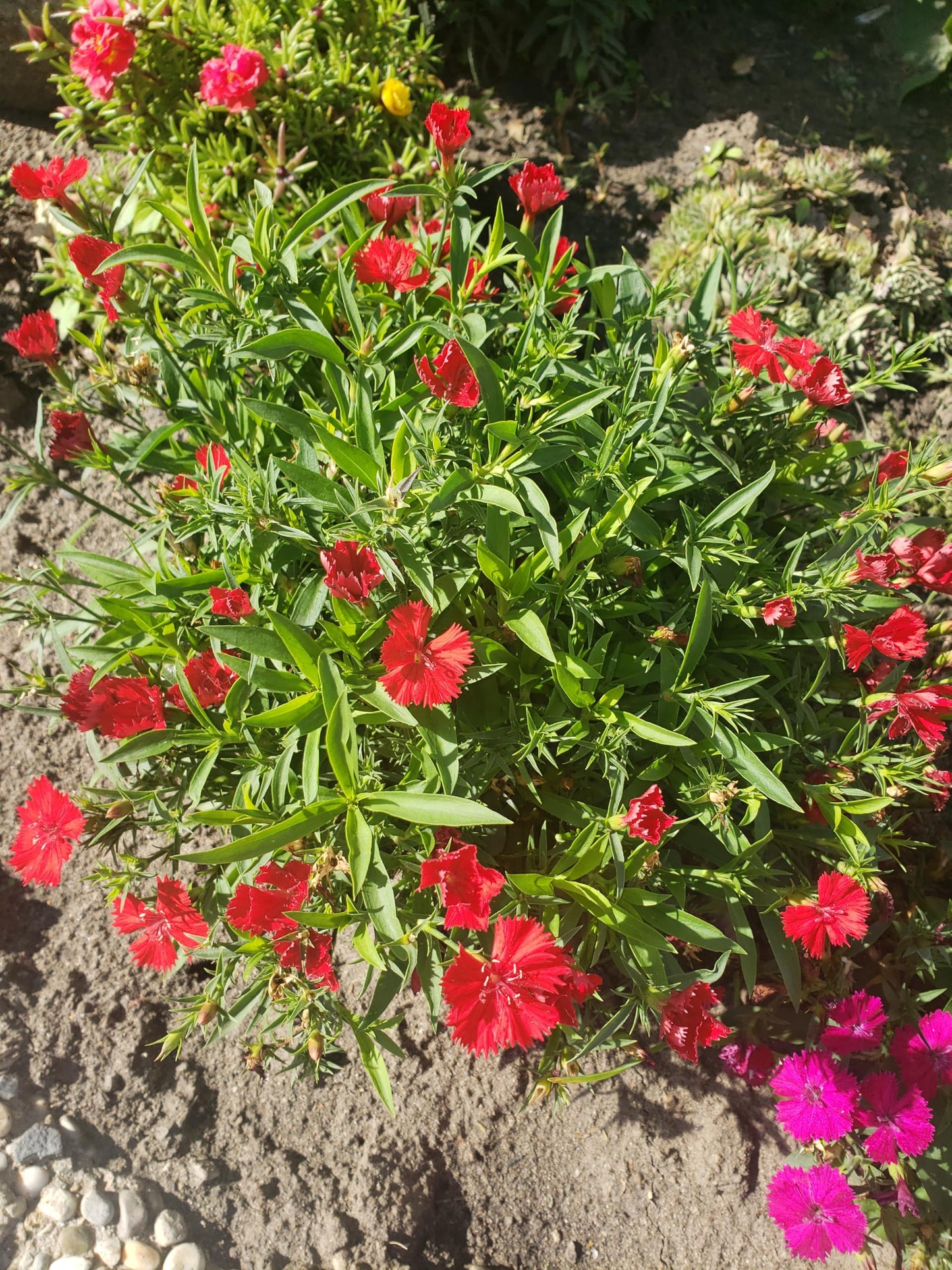 Trailing Carnation Plants, Dianthus caryophyllus, Fragrant Hardy Perennial, Cascading Habit, 2 Pack