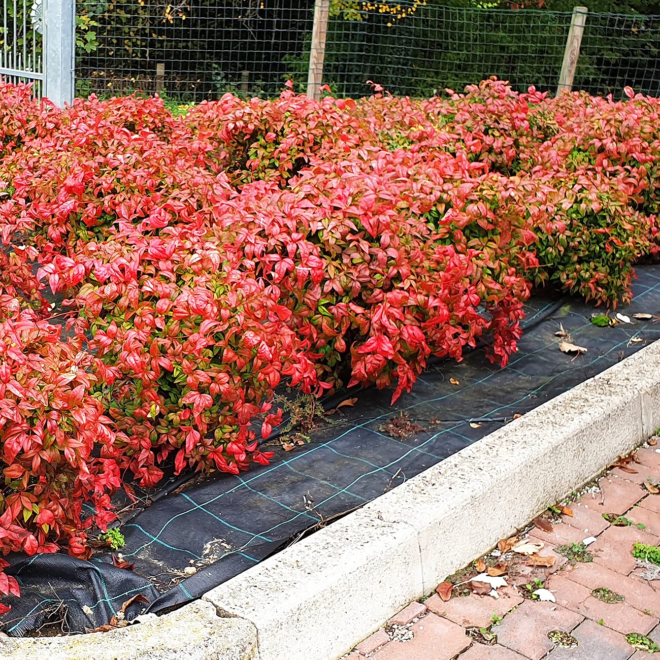 PERFECT PLANTS Firepower Nandina 3 Gal. Pot | Heavenly Bamboo | Low Maintenance | Eye Catching Green and Blush Pink Foliage