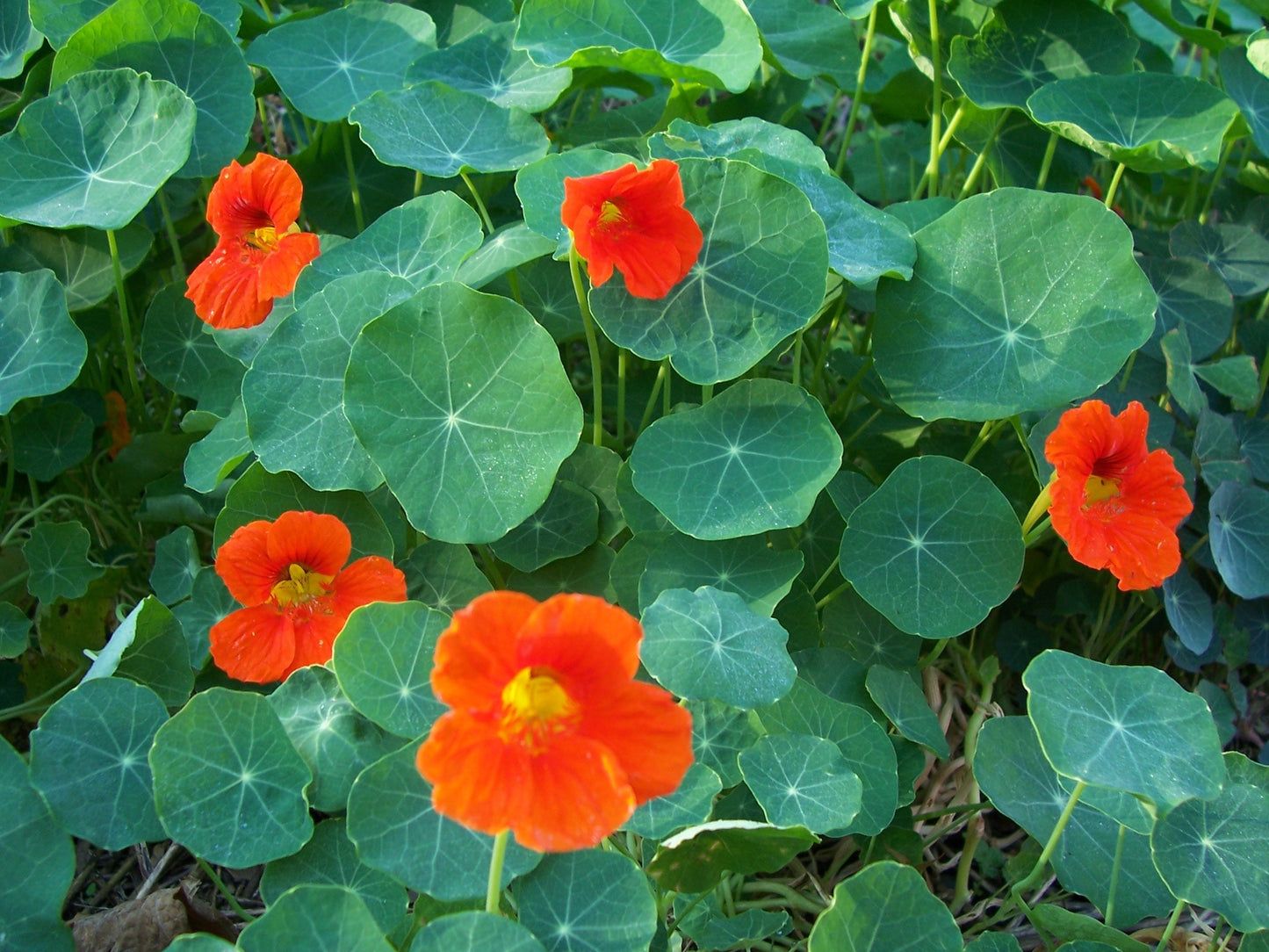 Clovers Garden Nasturtium Plants – Two (2) Live Plants – Non-GMO - Not Seeds - Each 4" to 8" Tall – in 4" Inch Pots – Deliciously Edible