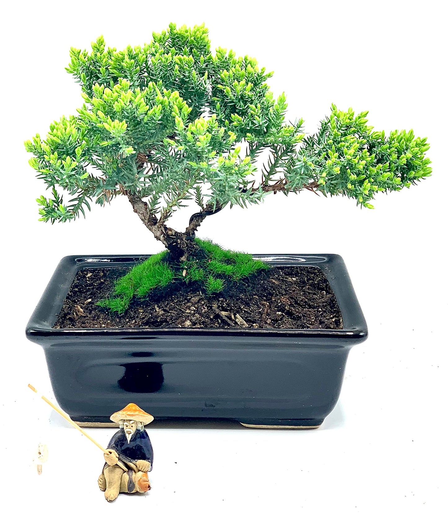 Live Dwarf Juniper Bonsai Tree About 6 Years Old with Cute Ceramic Fisherman | Juniper Bonsai Tree | Indoor/Outdoor | 100% Handcrafted| Home and Office Décor | Best Gift for Holiday