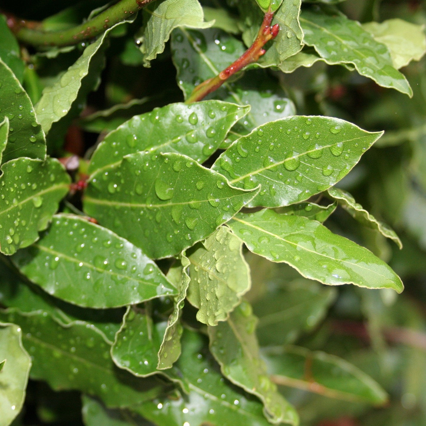 Easy to Grow Bay Laurel 1 Plant - Potted Shrub Herb in Quart Grower Pot, Aromatic Foliage Used in Cooking (Sweet Bay)