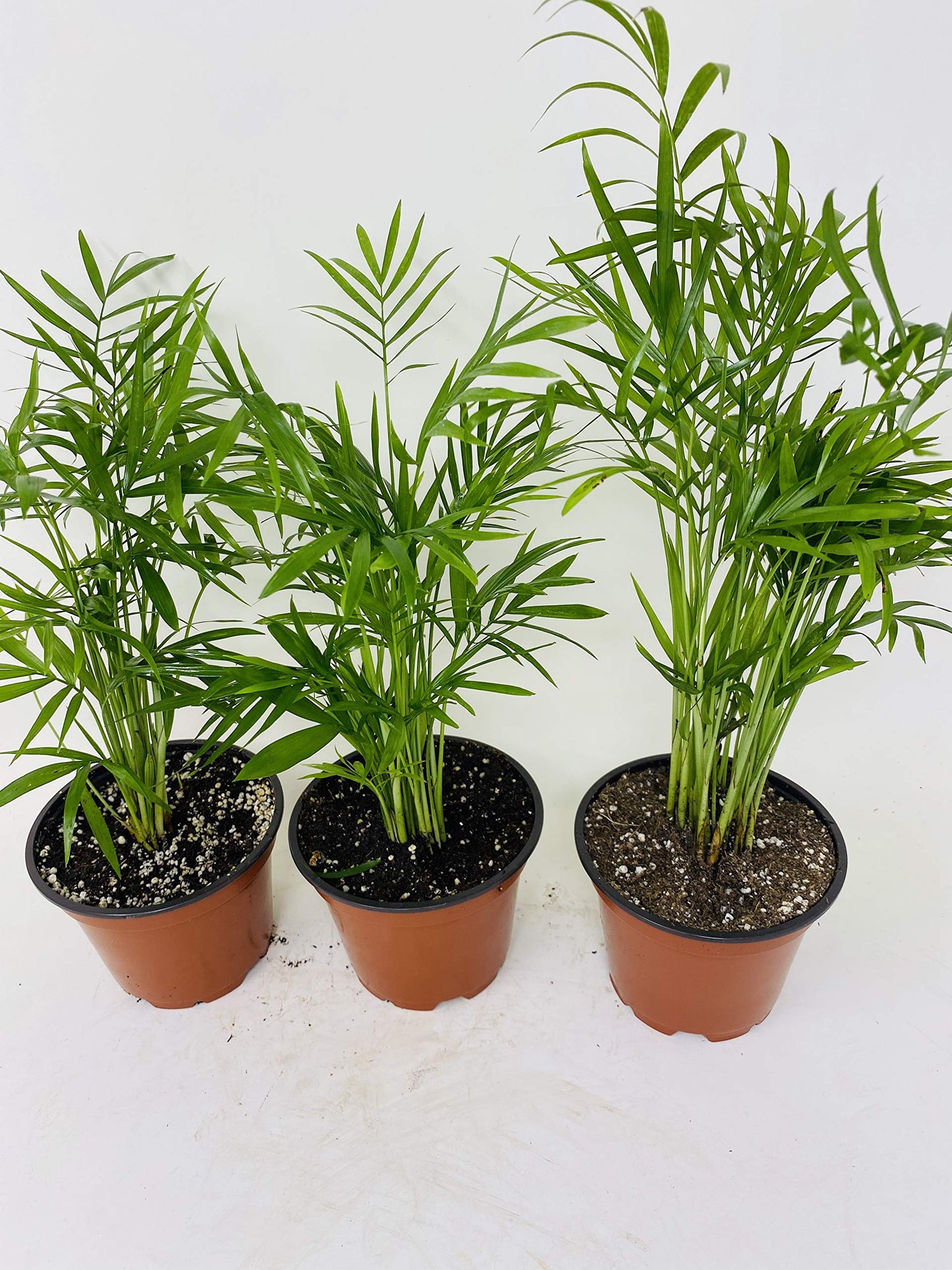 Areca Palm Plant Dypsis lutescens 2" Pot