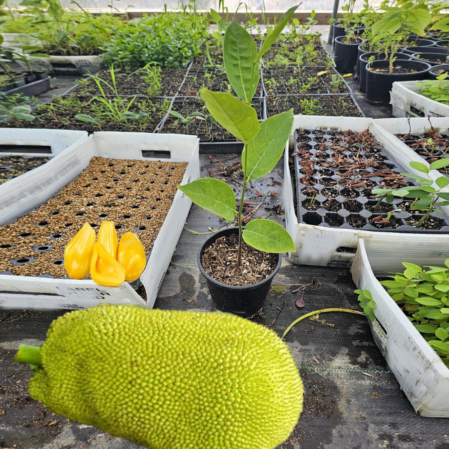 Green Bear Live Jackfruit Tree, Artocarpus Heterophyllus, Full Sun Growing, Edible Fruit Bearing Plant for Patio and Garden 1-2Ft Tall 1 Gallon Potted
