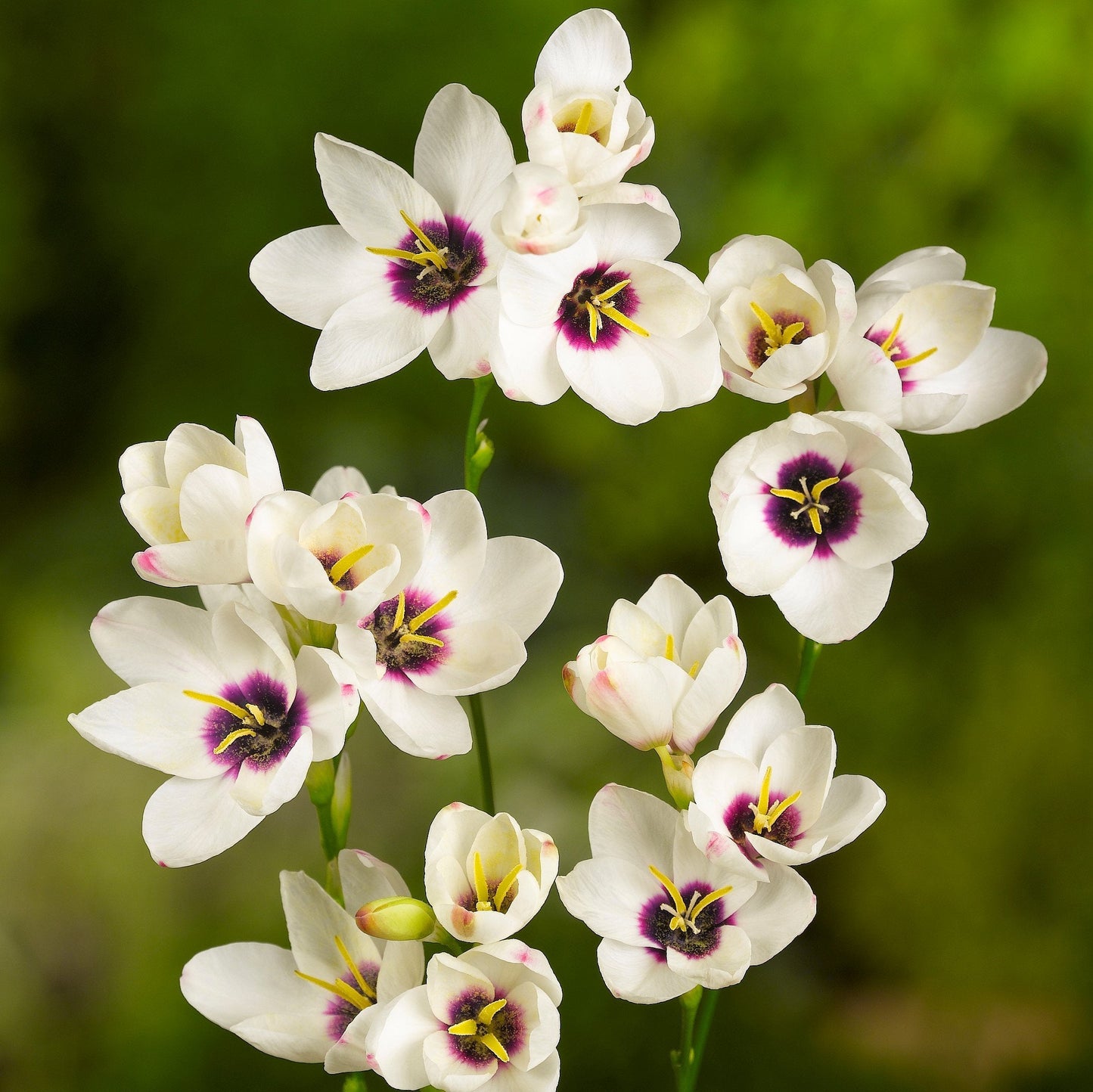 Easy to Grow Ixia 'Giant' Plant Bulbs (20 Pack) - White Flowering Blooms with Purple to Maroon Centers Spring to Summer Gardens