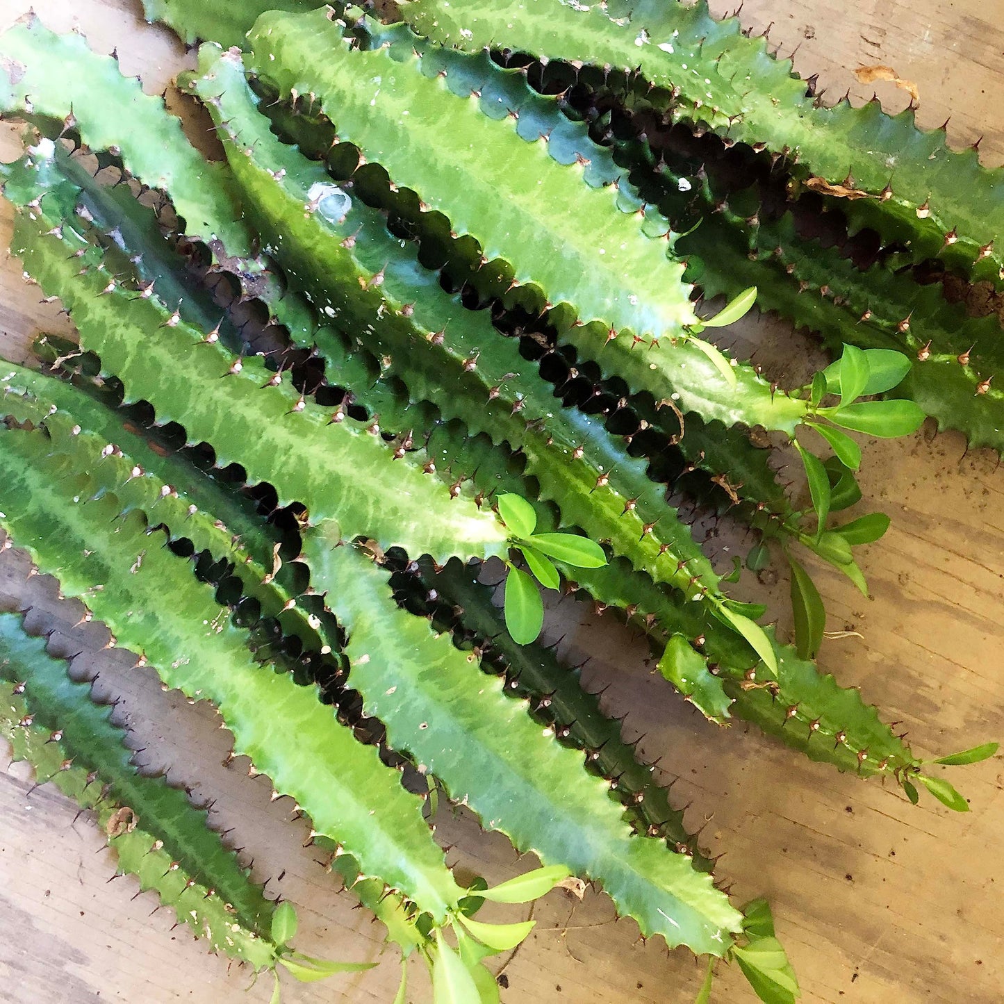 Organic Cathedral Cactus Plant (Euphorbia trigona) Cutting - Devil's Backbone Plant Cutting