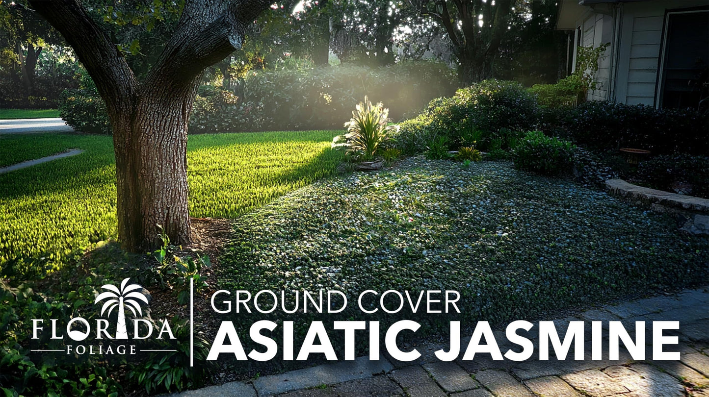 Asiatic Jasmine | 30 Live Bare Root Pips | Trachelospermum Asiaticum | Low Maintenance Ground Cover Plants | Fast Spreading Evergreen for Landscaping