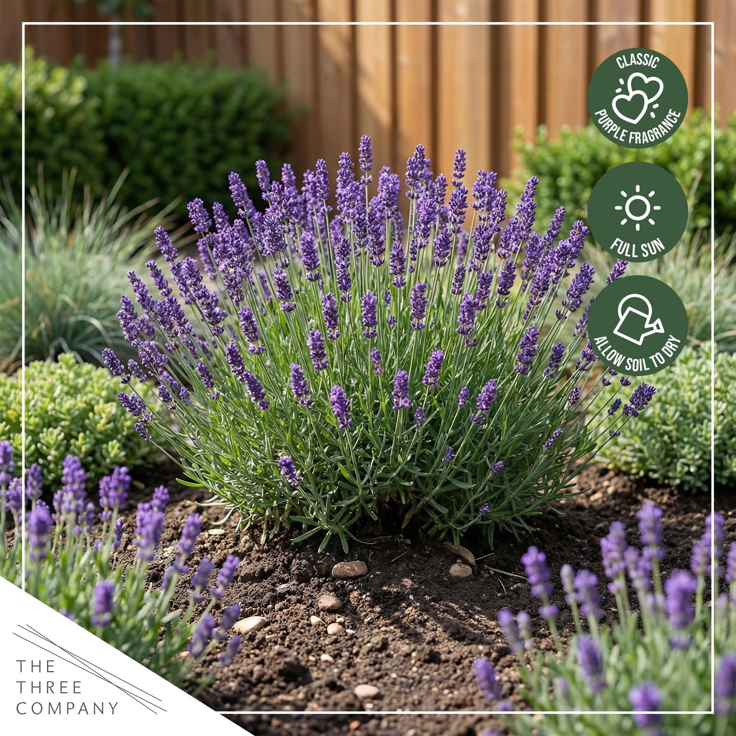 Live Lavender 2-Pack – Purple – Fragrant Sun Perennial Herb, Pollinator Friendly, 10” Tall, 1 Qt Pot