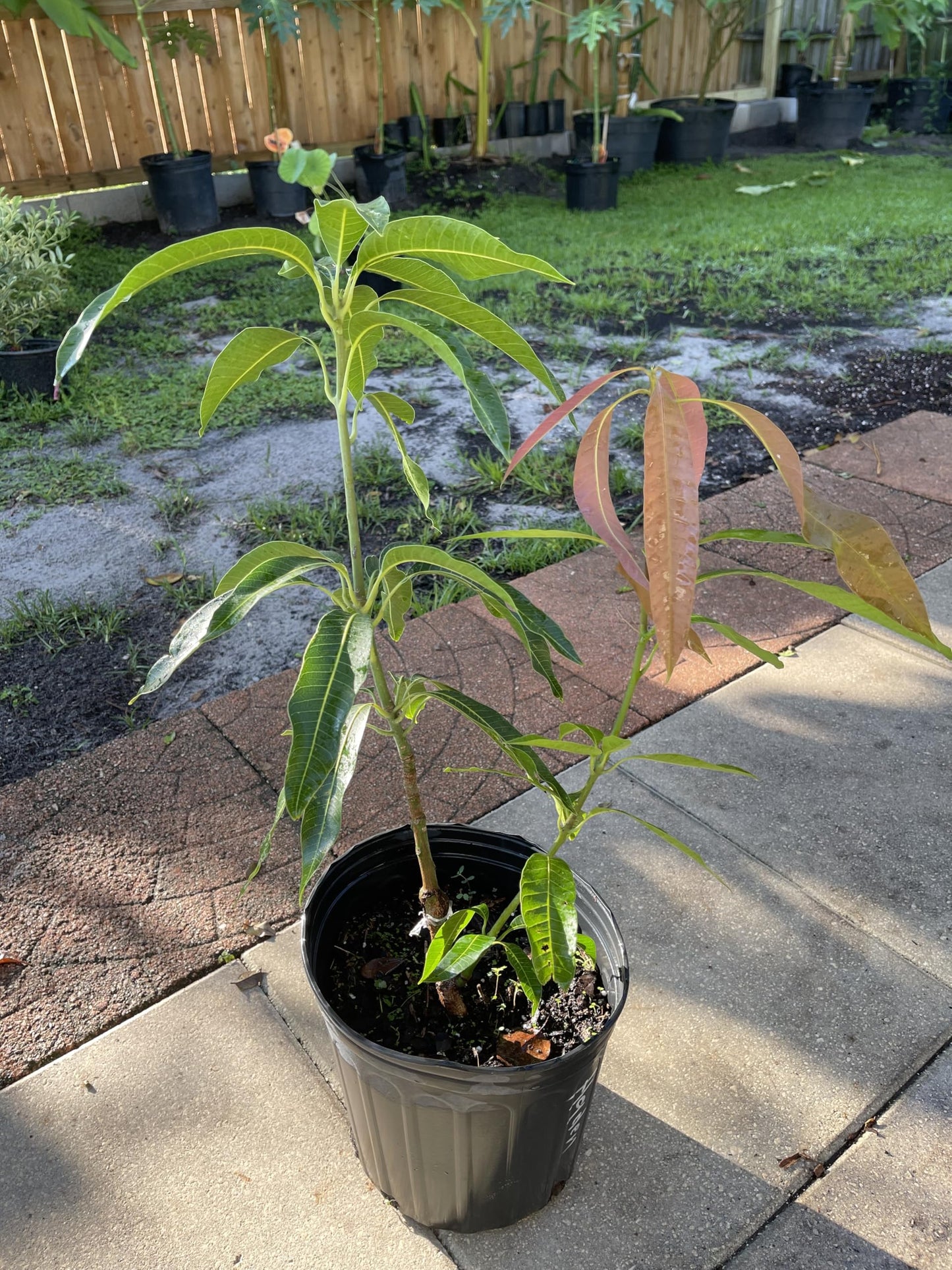 Live Grafted Haden Mango Tree, Mango Plant, 2 to 3 Feet Tall in 3 Gallon Pot - Cannot Ship to CA, HI