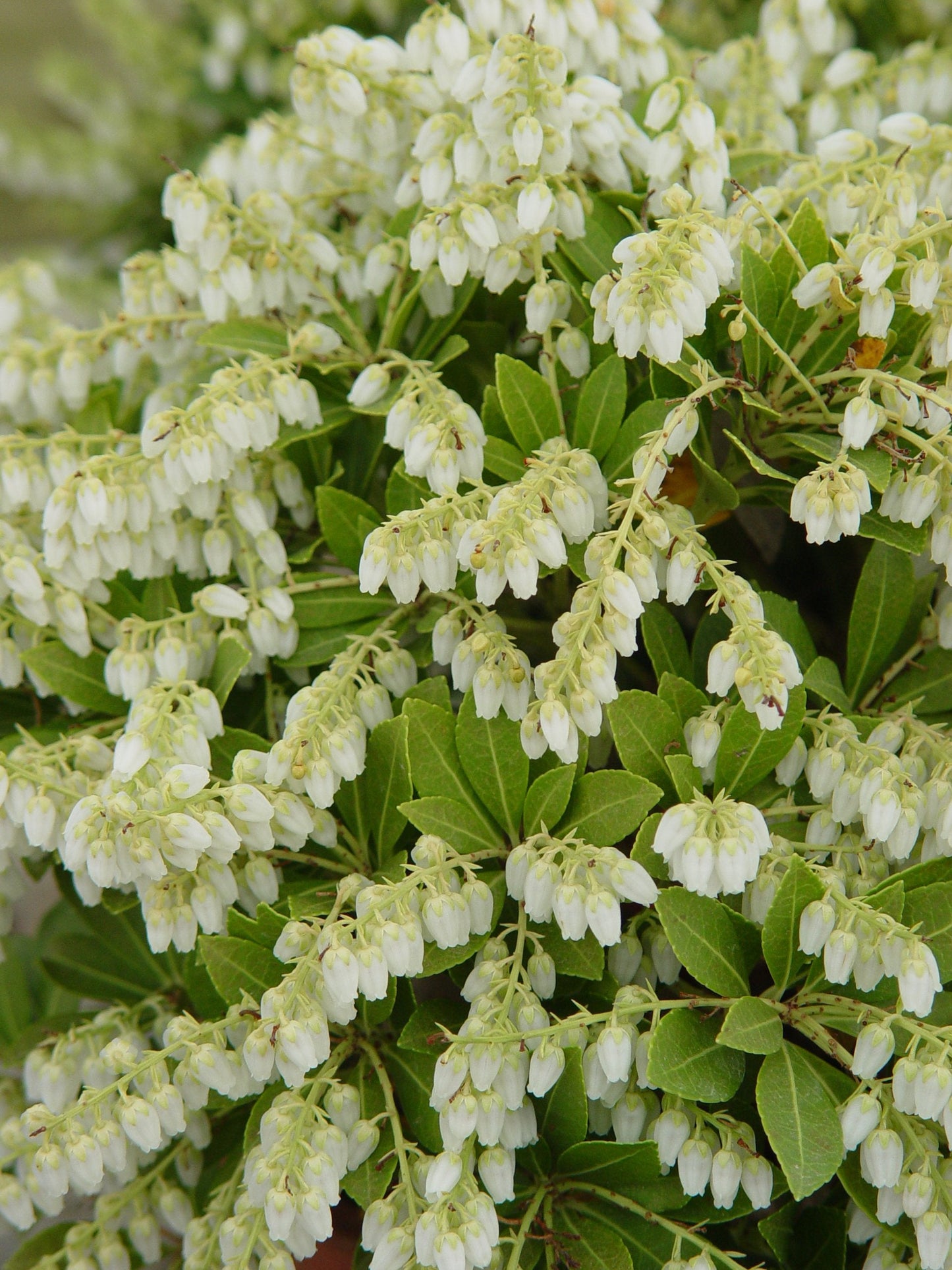 Live Plant from Green Promise Farms - Pieris jap. Cavatine, #3 Gallon Size Container, Evergreen, White Flowers - Plant Does NOT Ship to AZ, CA, HI, ID, MT, NV, OR, PR, UT & WA!