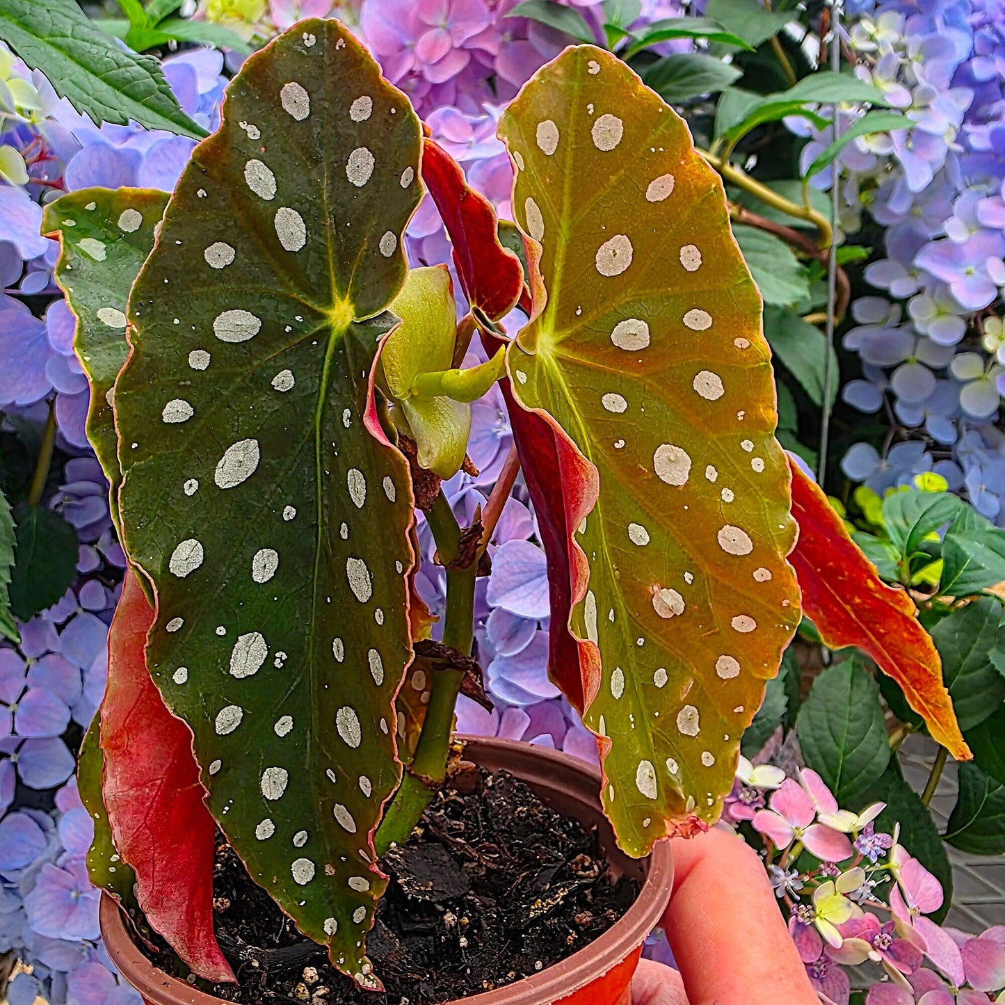 Begonia maculata 'Wightii', Polka Dot/Clown/Trout/Spotted Begonia, Live Houseplant, Spotted and Dotted Angel Wing Foliage, Rare, Container Size: 3.5"