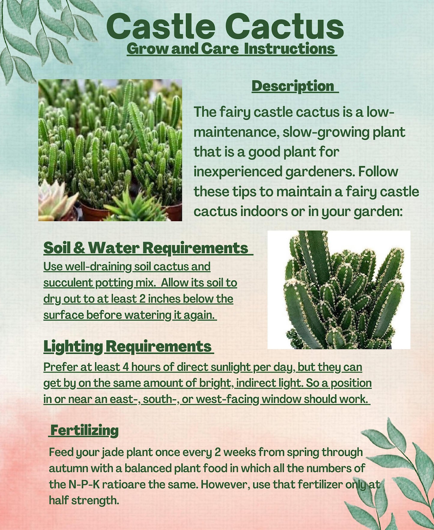 Fairy Castle Cactus 6"-8" Tall Rare Large Acanthocereus Tetragonus, Night Blooming Cereus, Triangle Cactus, Easy to Grow Indoor/Outdoor