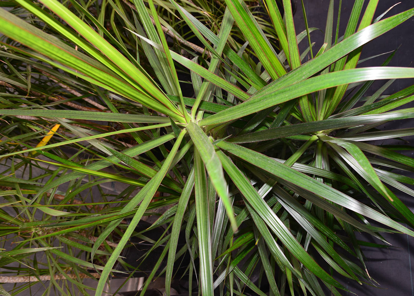 Dracaena Marginata Braid - Live Plant in a 6 Inch Pot - Dracaena Marginata - Stunning Braided Indoor Houseplant