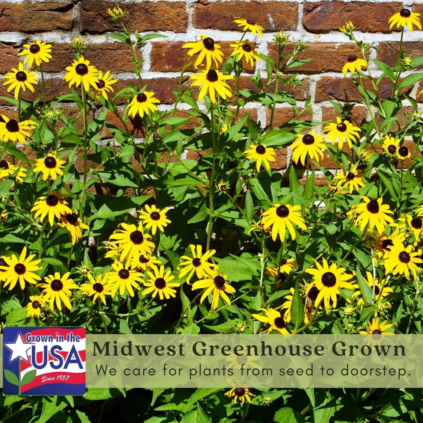 Clovers Garden Black Eyed Susan (Rudeckia) Plants – Two (2) Live Plants – Non-GMO - Not Seeds - Each 4" to 8" Tall – in 4" Inch Pots – Hardy Flowering Perennial, Pollinator Favorite